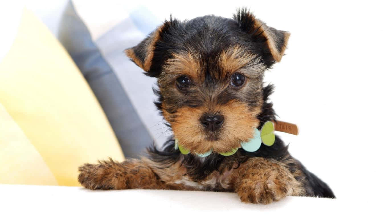 yorkie 桌布 壁紙 — 一隻細小的約克夏㹴幼犬，有著深色眼睛和綠色蝴蝶結項圈，在白色表面上靠近彩色枕頭休息。