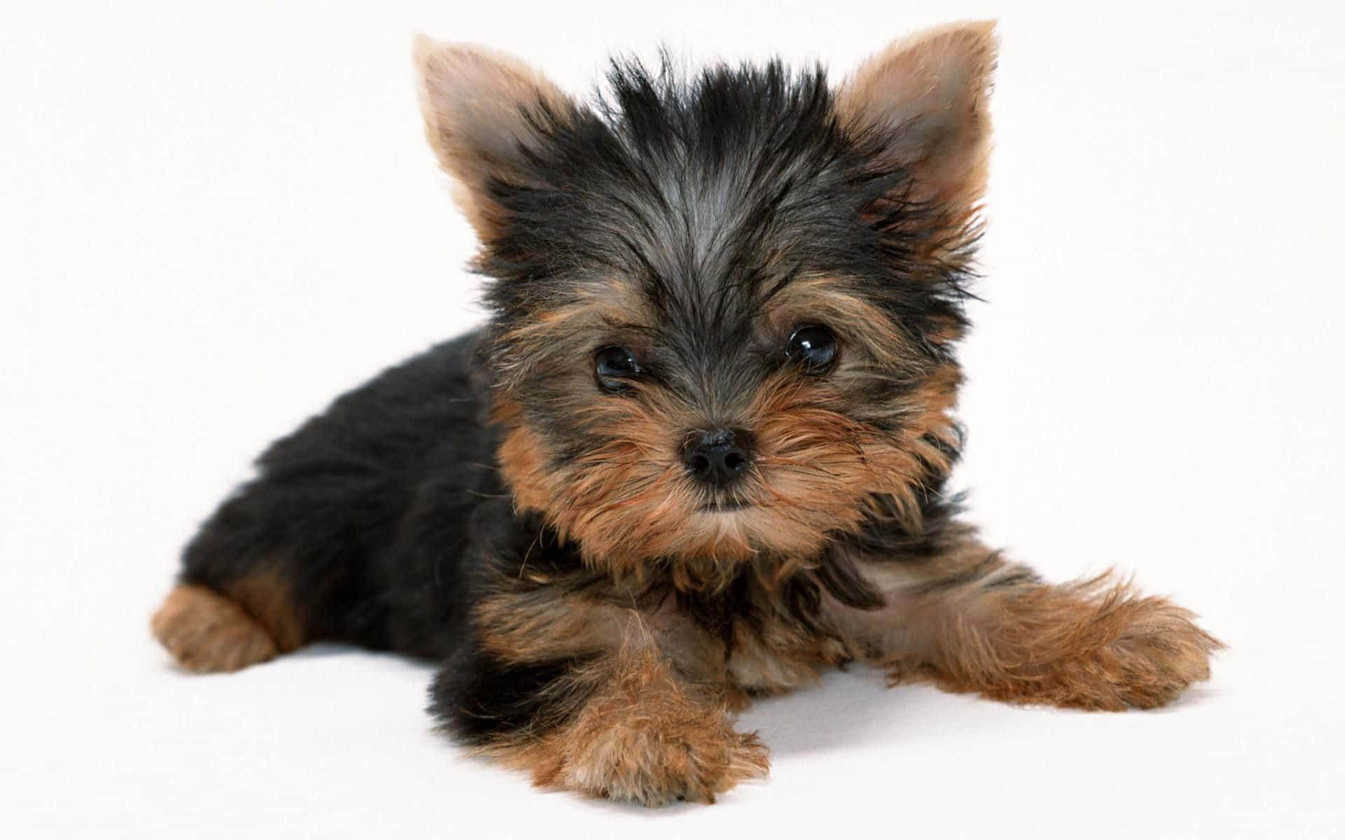 Teacup Yorkie 桌布 壁紙 — 一隻細小的約克夏㹴幼犬，毛色黑褐相間，躺在白色背景上，用大大的黑眼睛直視鏡頭。