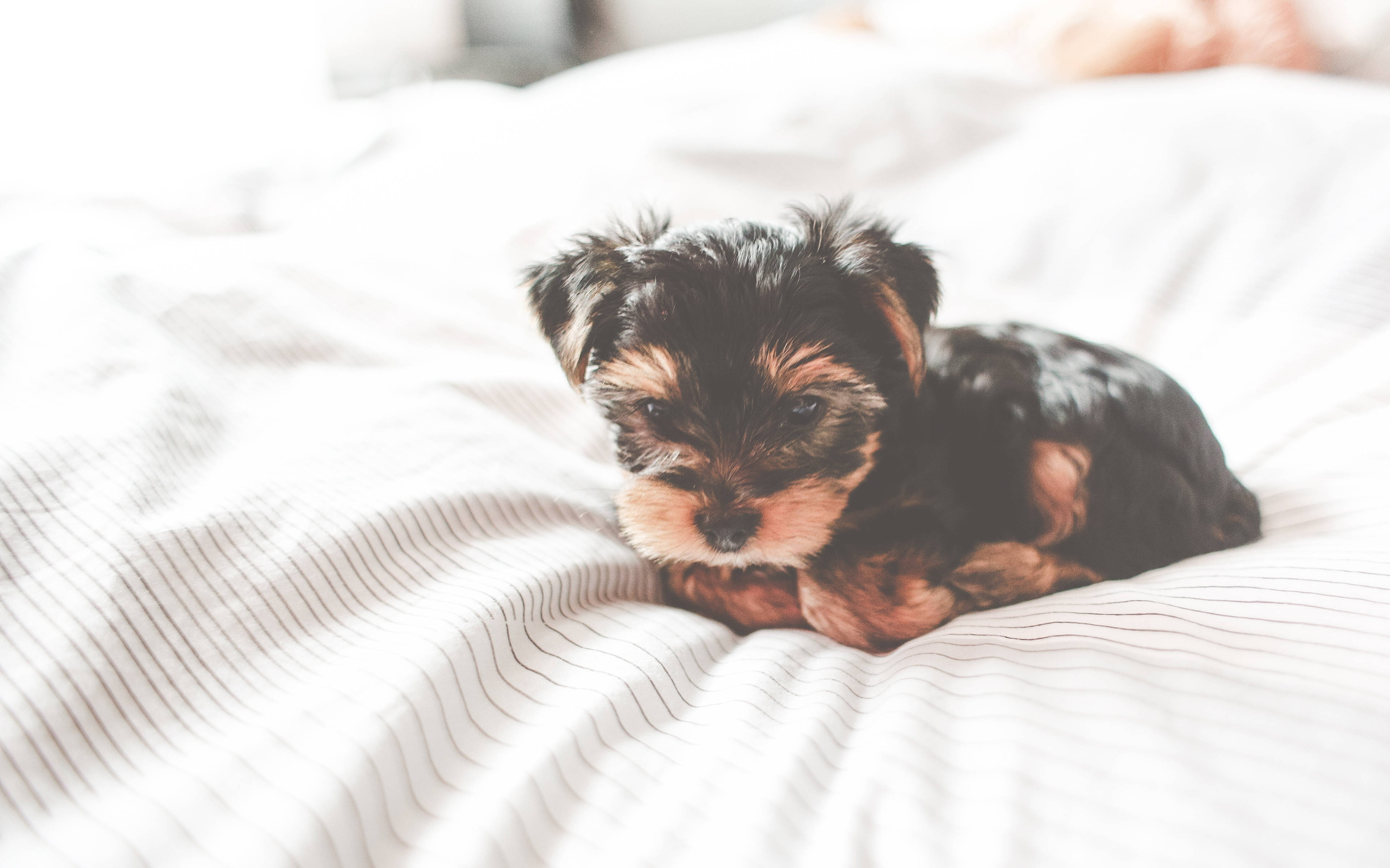 Terrier 桌布 壁紙 — 一隻細小的約克夏㹴幼犬，毛色黑褐，蜷縮在柔軟的白色條紋床罩上休息。