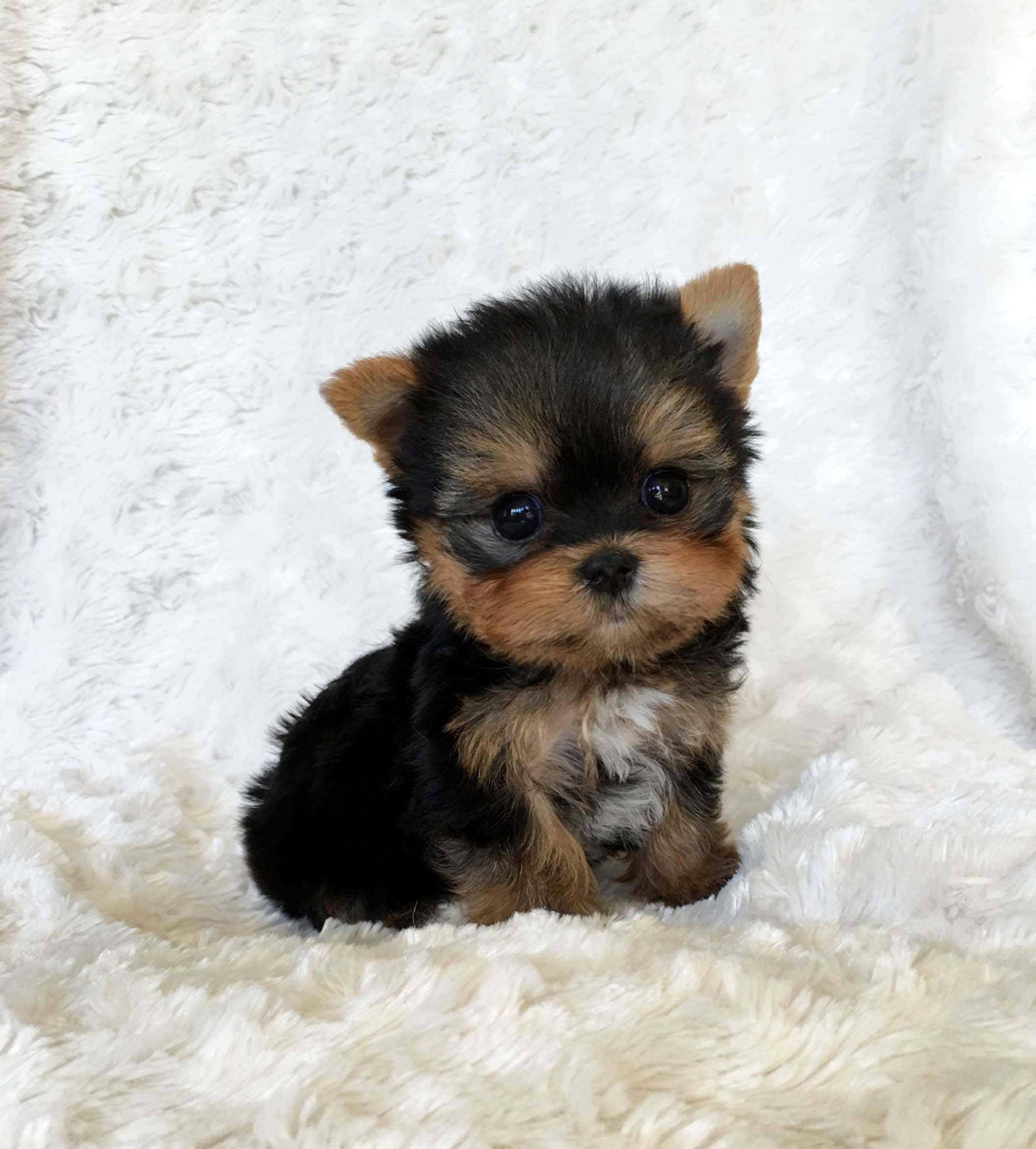 Teacup Yorkie 桌布 壁紙 — 一隻細小的約克夏㹴幼犬，毛色黑褐相間，可愛地坐在柔軟的白色毛毯上。