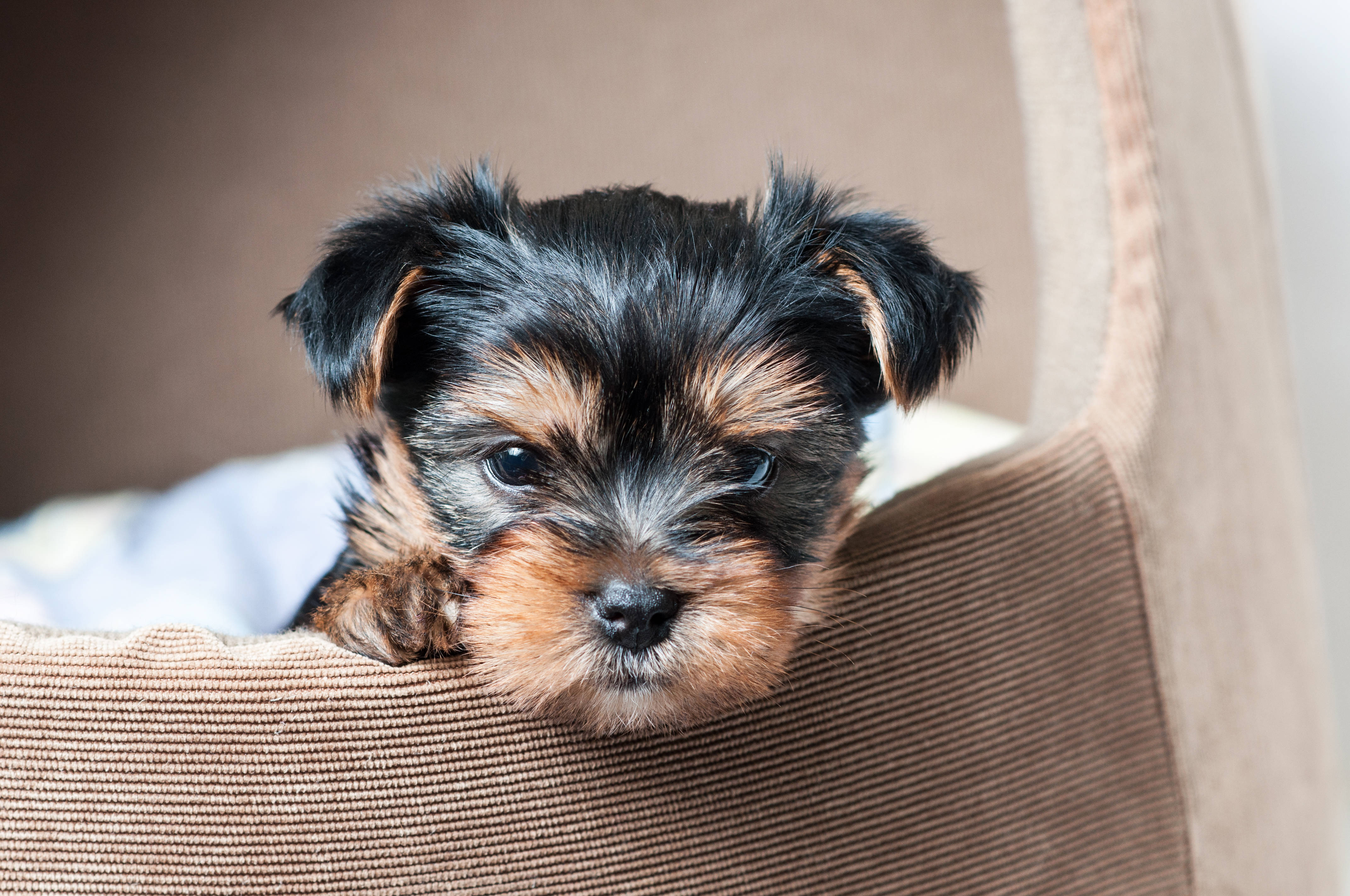 Terrier 桌布 壁紙 — 一隻細小的約克夏㹴幼犬，毛色黑褐相間，好奇地從米色紋理沙發邊緣探出頭來。
