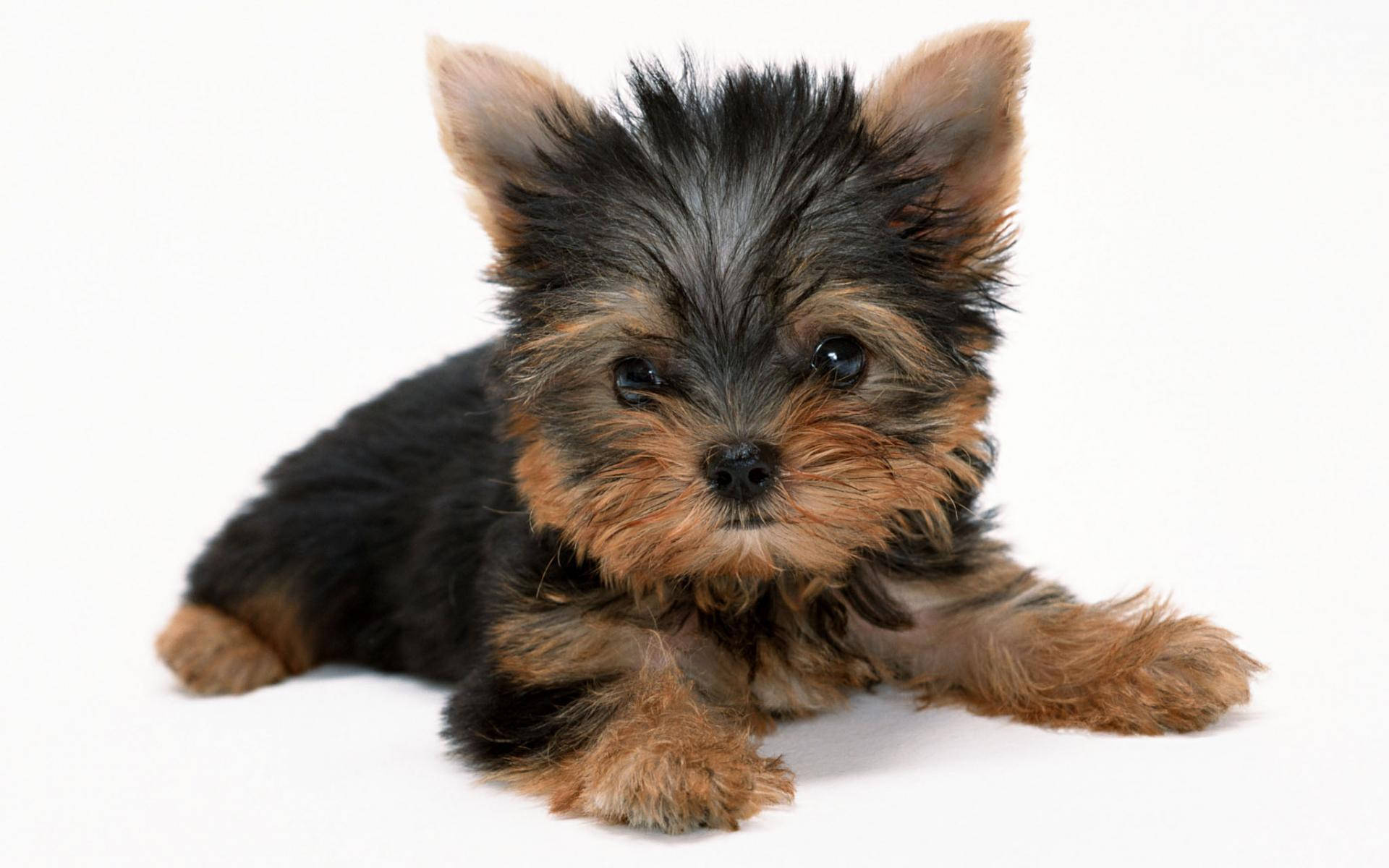 Terrier 桌布 壁紙 — 一隻細小的約克夏㹴幼犬，毛色黑褐相間，躺在白色背景上，直視鏡頭。