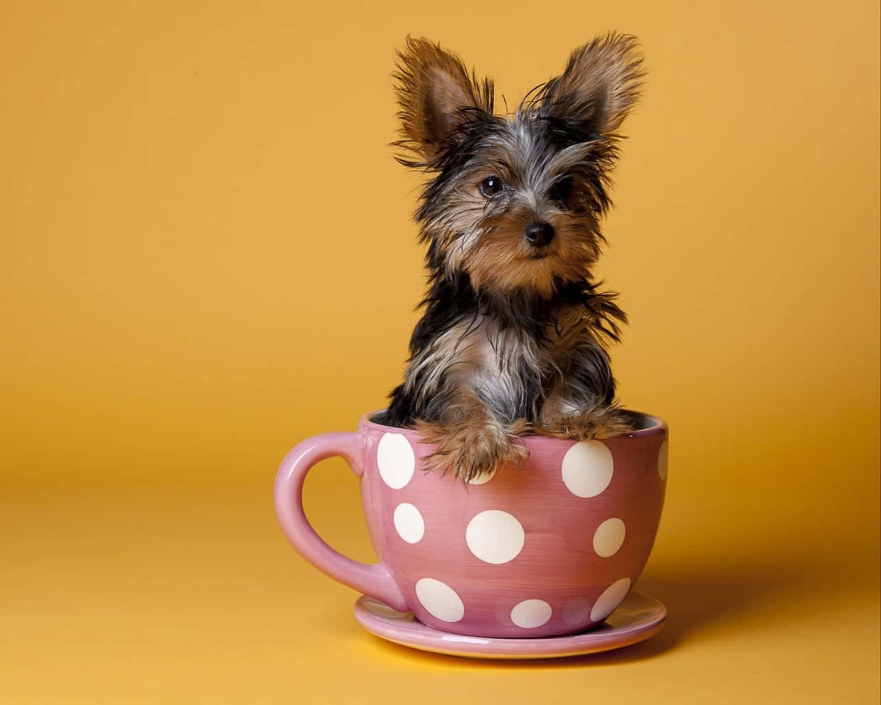 Teacup Yorkie 桌布 壁紙 — 一隻細小的約克夏㹴幼犬可愛地坐在粉紅色圓點茶杯內，背景是溫暖的黃色。