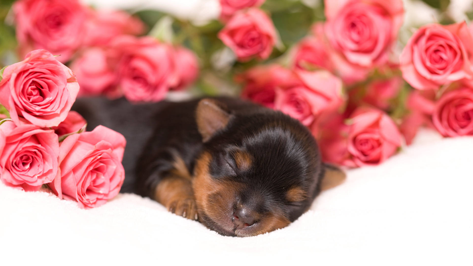 Terrier 桌布 壁紙 — 一隻細小的約克夏㹴幼犬在白色毯子上柔軟的粉紅玫瑰之間睡覺。