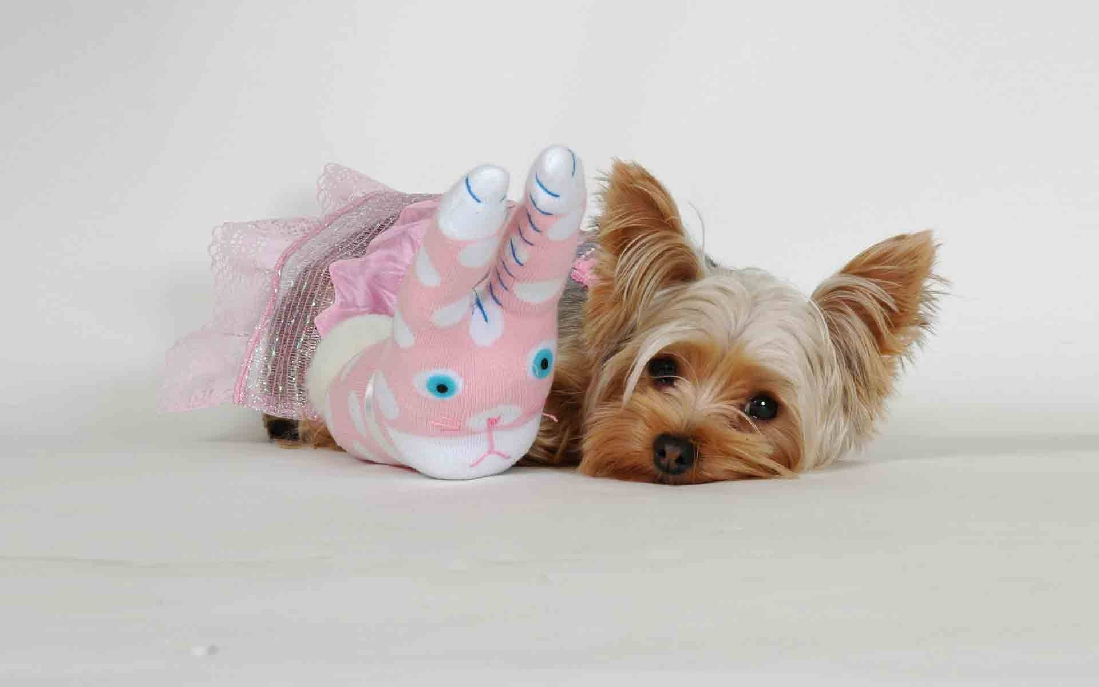 Terrier 桌布 壁紙 — 一隻細小的約克夏㹴幼犬在純白色背景上，躺在一隻粉紅色獨角獸襪子玩具旁邊休息。