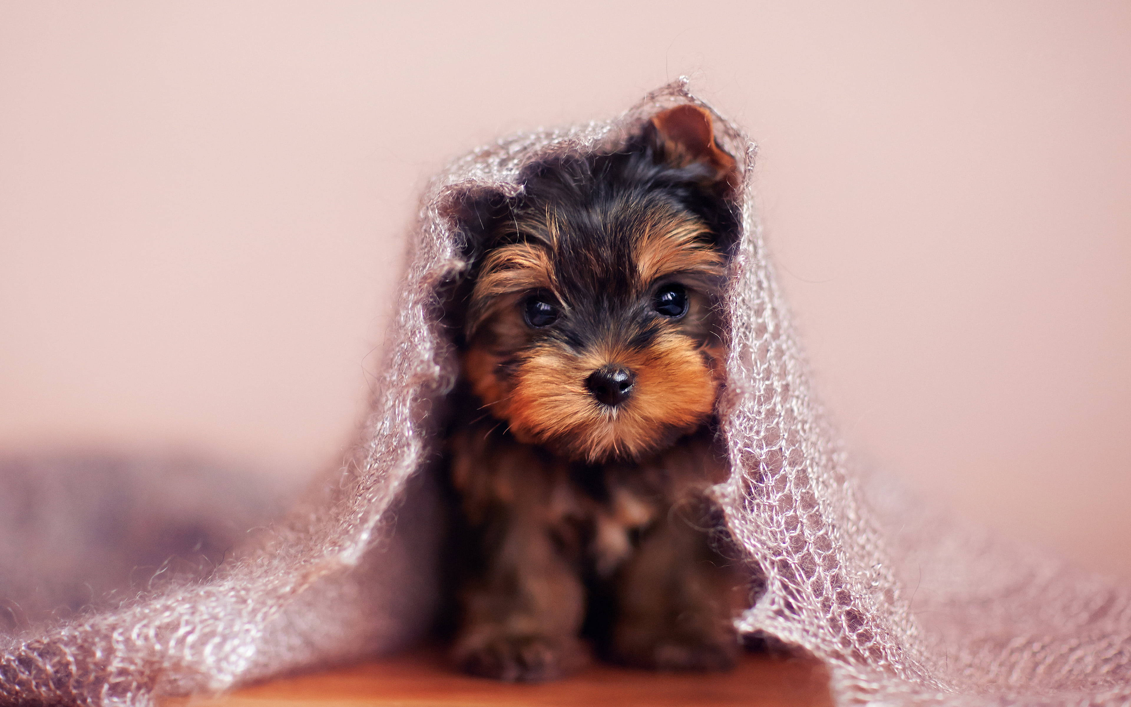 yorkie 桌布 壁紙 — 一隻細小的約克夏㹴幼犬從精緻的銀色網毯下探出頭來，背景是柔和的粉紅色。
