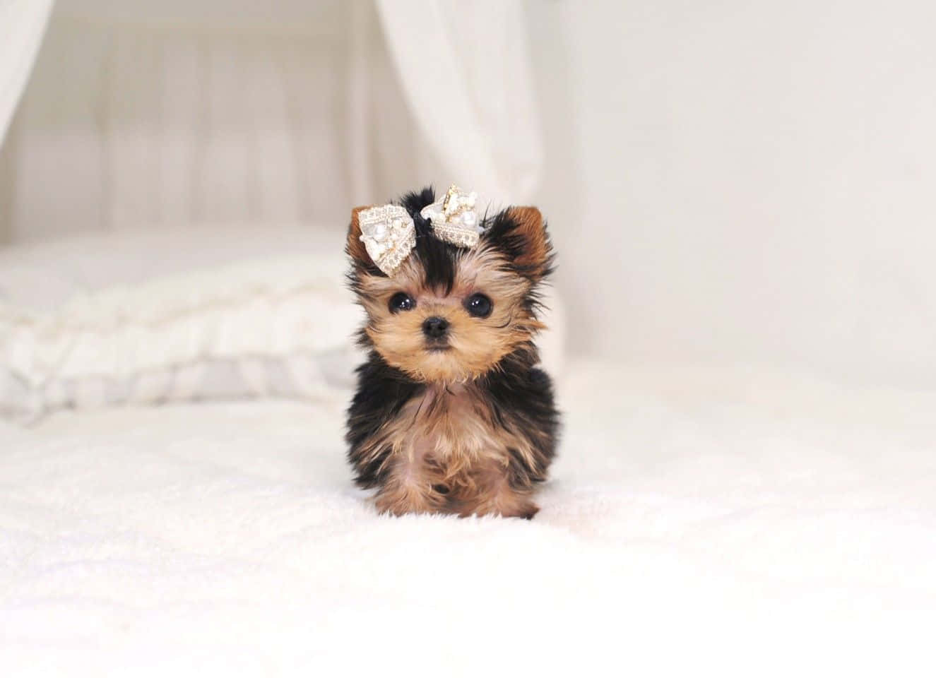 Teacup Yorkie 桌布 壁紙 — 一隻細小的約克夏㹴幼犬戴著珠寶蝴蝶結，在柔和的日光下可愛地坐在 fluffy 白色床上。