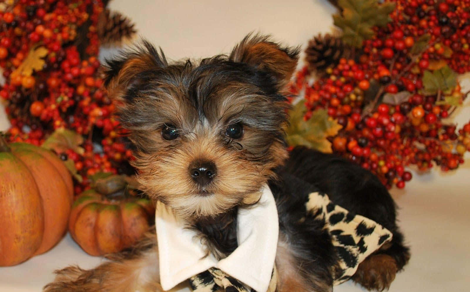 yorkie 桌布 壁紙 — 一隻細小的約克夏㹴幼犬戴著白色項圈和豹紋蝴蝶結，坐在秋天的南瓜和紅色漿果之間。