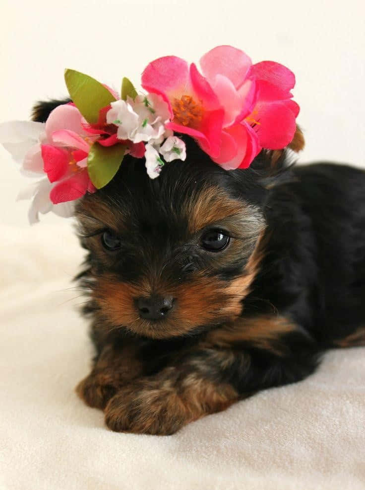 yorkie 桌布 壁紙 — 一隻細小的約克夏㹴幼犬戴著粉白相間的花冠，躺在柔軟的白色毯子上休息。