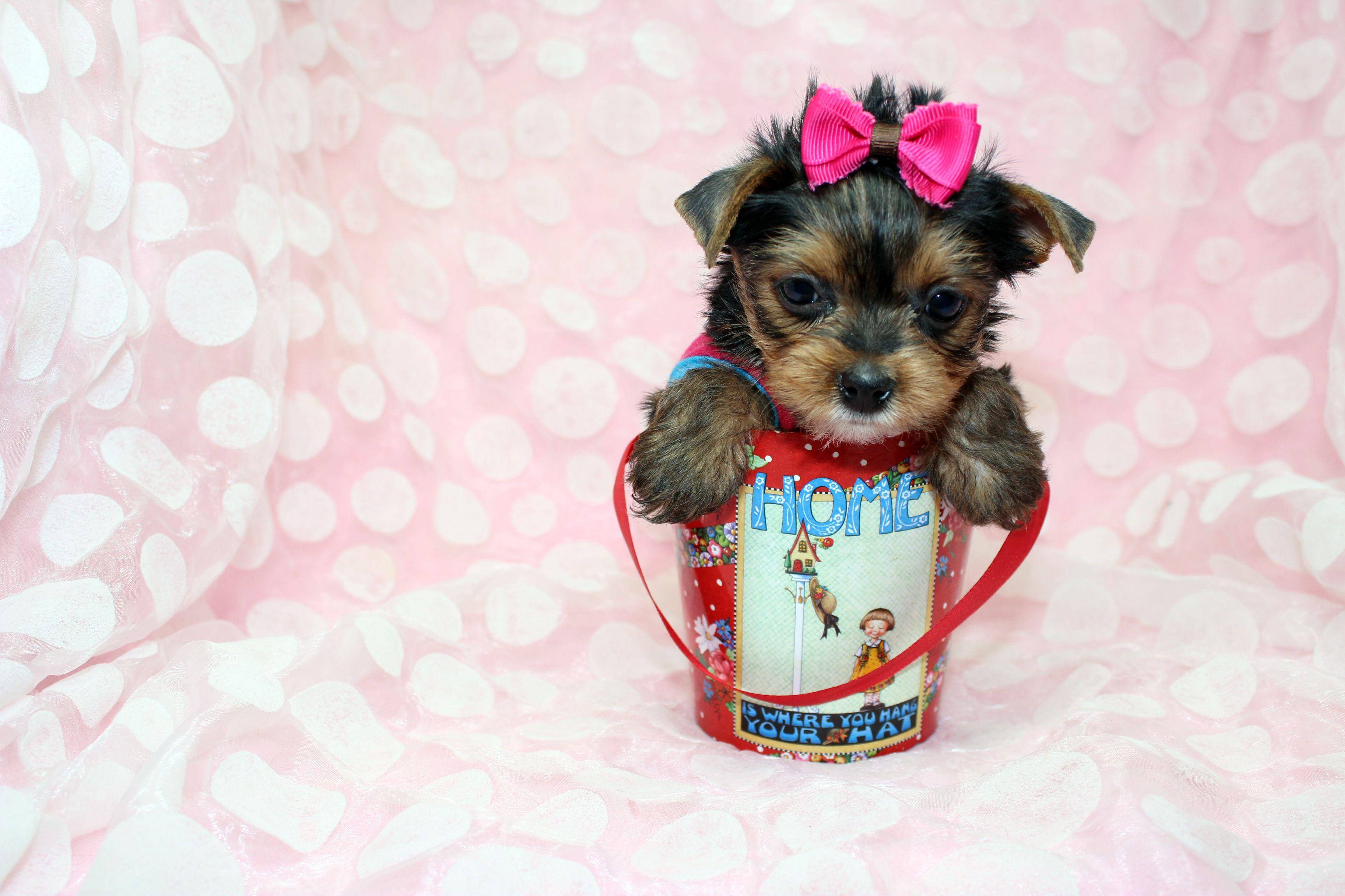 yorkie 桌布 壁紙 — 一隻細小的約克夏㹴幼犬戴著粉紅色蝴蝶結，可愛地坐在一個標有「家」的紅色桶子裡，背景是粉紅色圓點圖案。