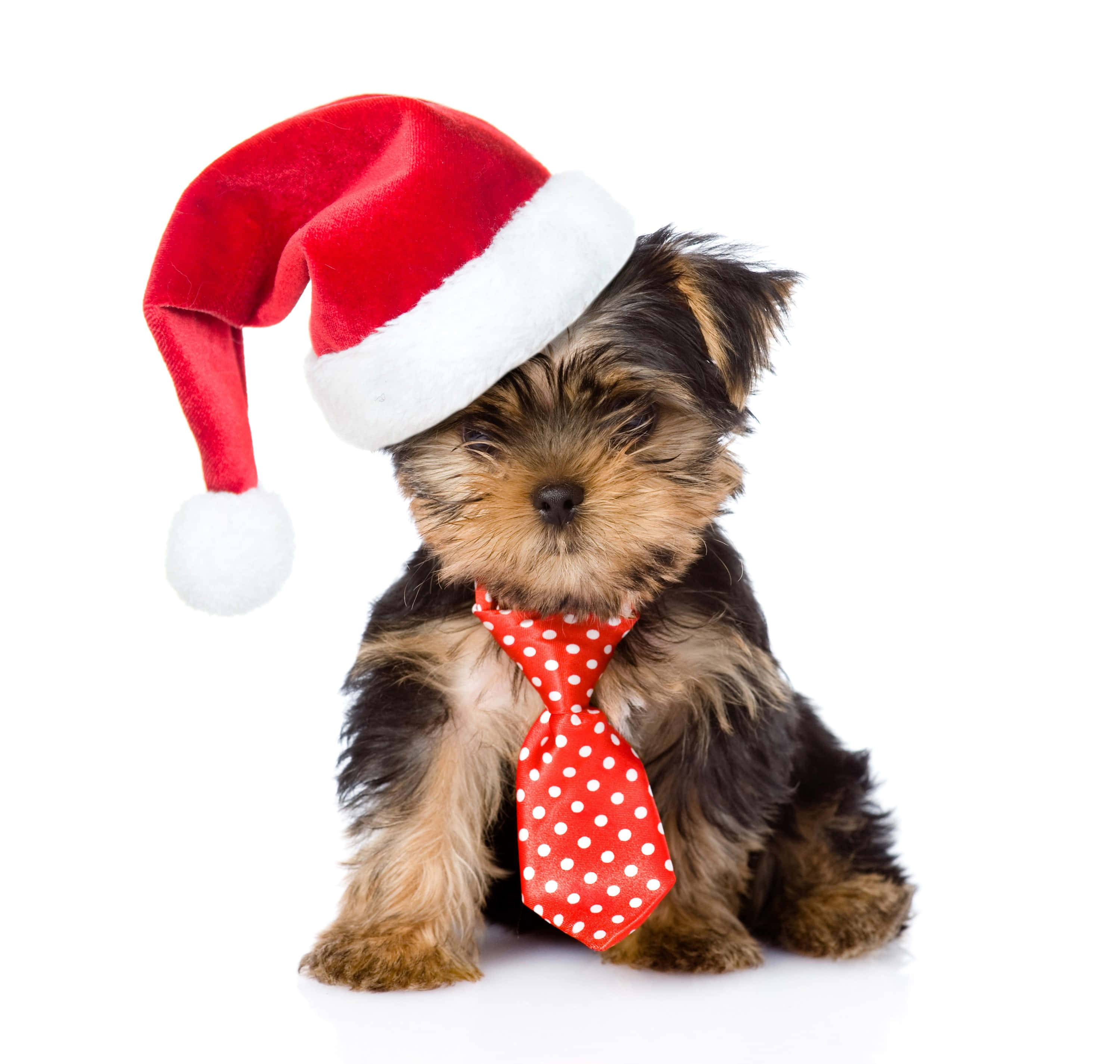 cute dogs 桌布 壁紙 — 一隻細小的約克夏㹴幼犬戴著紅色聖誕帽和紅色圓點領帶，坐在白色背景前。