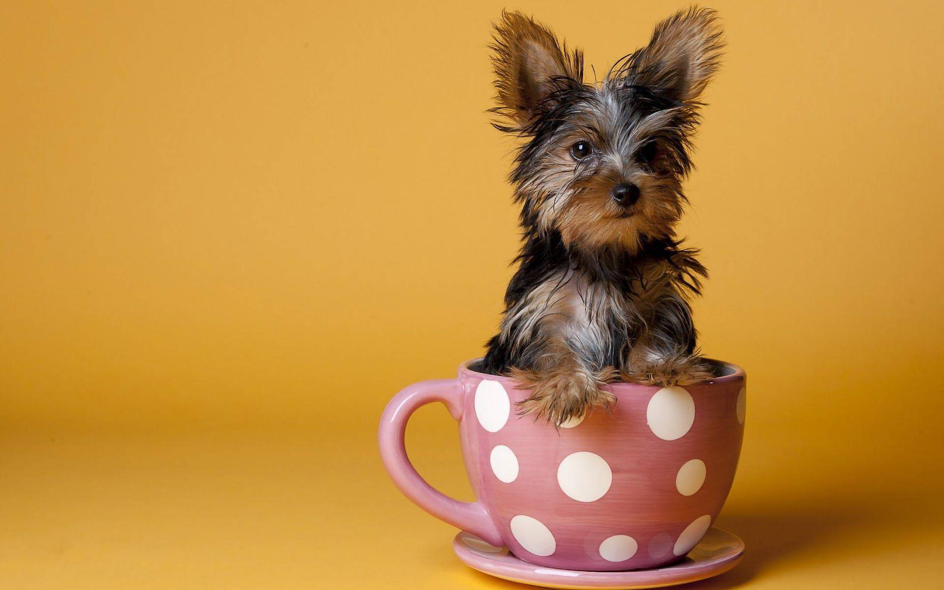 yorkie 桌布 壁紙 — 一隻細小的約克夏㹴幼犬直立在粉紅色圓點茶杯中，背景為純芥末黃色。