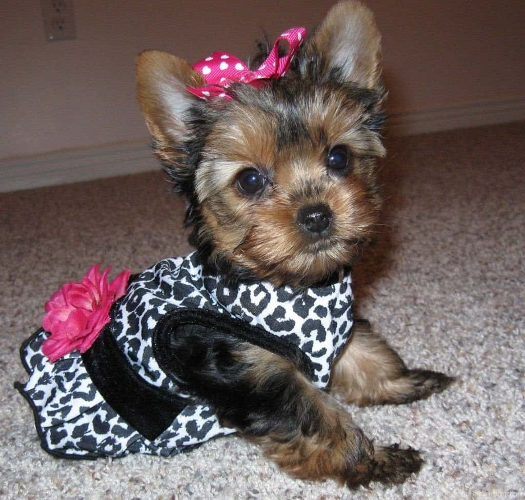 Teacup Yorkie 桌布 壁紙 — 一隻細小的約克夏㹴幼犬穿著豹紋連身裙，繫著粉紅色蝴蝶結，坐在地毯上直視鏡頭。