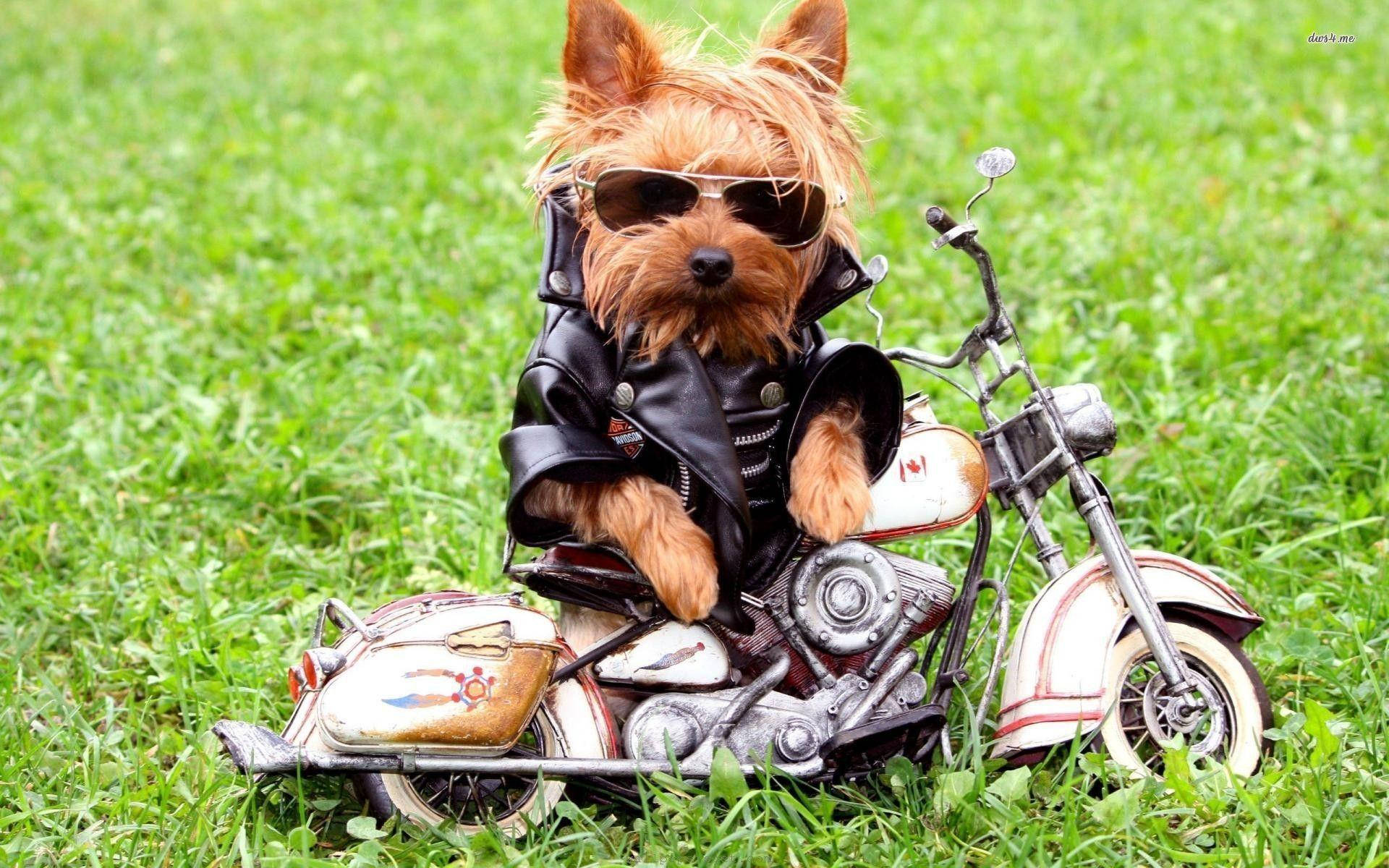 yorkie 桌布 壁紙 — 一隻細小的約克夏㹴戴上太陽眼鏡和皮夾克，自信地坐在草地上的迷你摩托車上。
