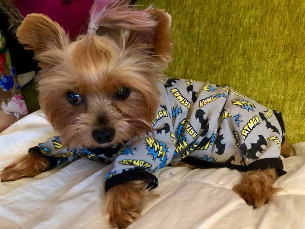 Teacup Yorkie 桌布 壁紙 — 一隻細小的約克夏㹴穿著蝙蝠俠睡衣，躺在白色床罩上，後面是綠色紋理床頭板。