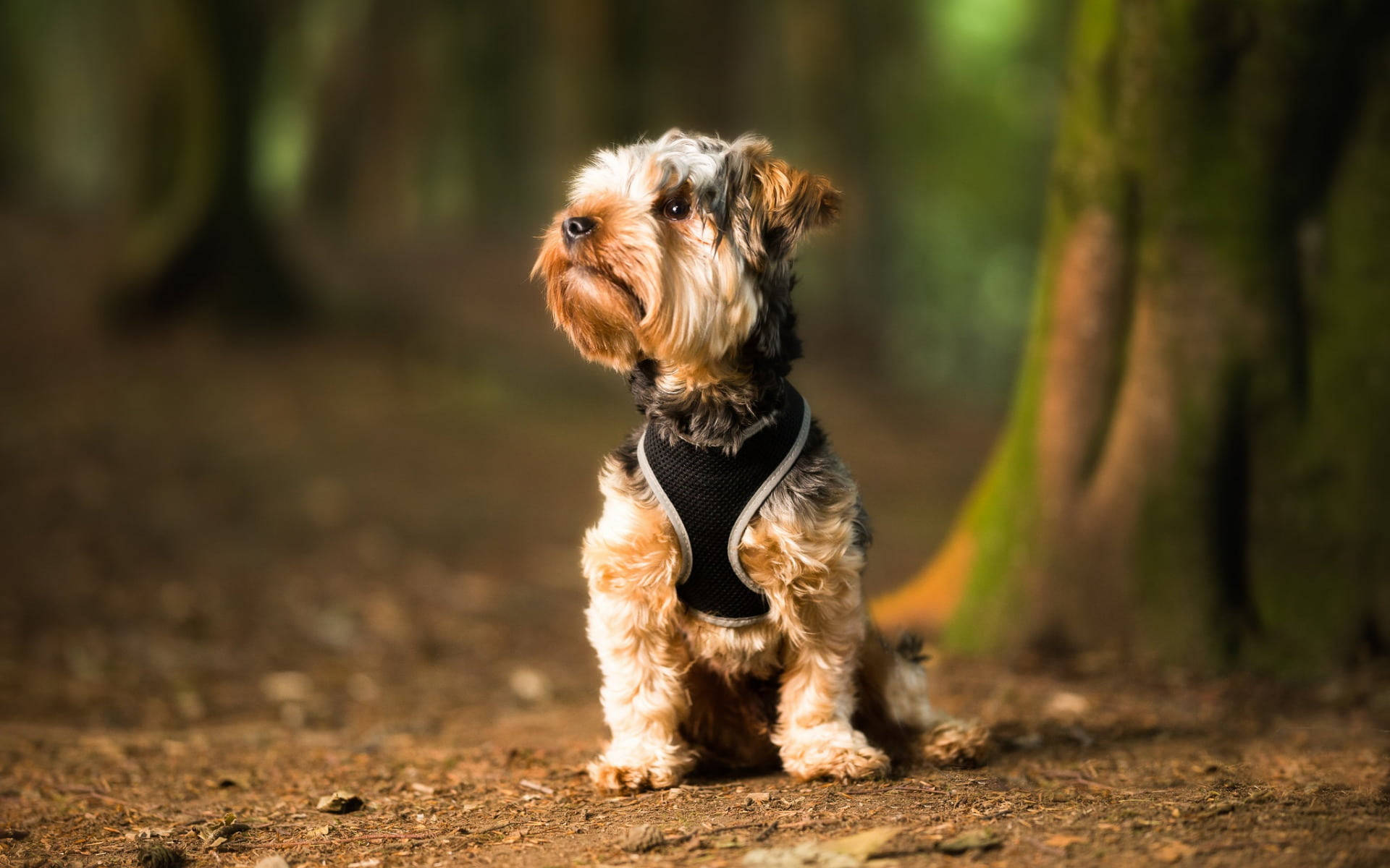 yorkie 桌布 壁紙 — 一隻細小的約克夏㹴穿著黑色胸背帶，警覺地坐在灑滿斑駁陽光的森林小徑上。