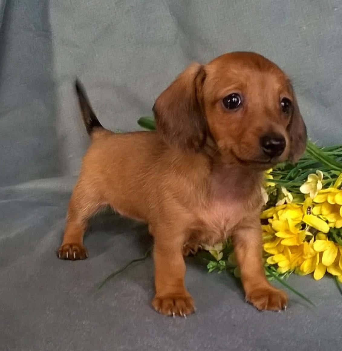 Dachshund Puppy 桌布 壁紙 — 一隻細小的紅色臘腸狗幼犬站在一束鮮黃色花朵旁邊，背景是柔和的灰色。