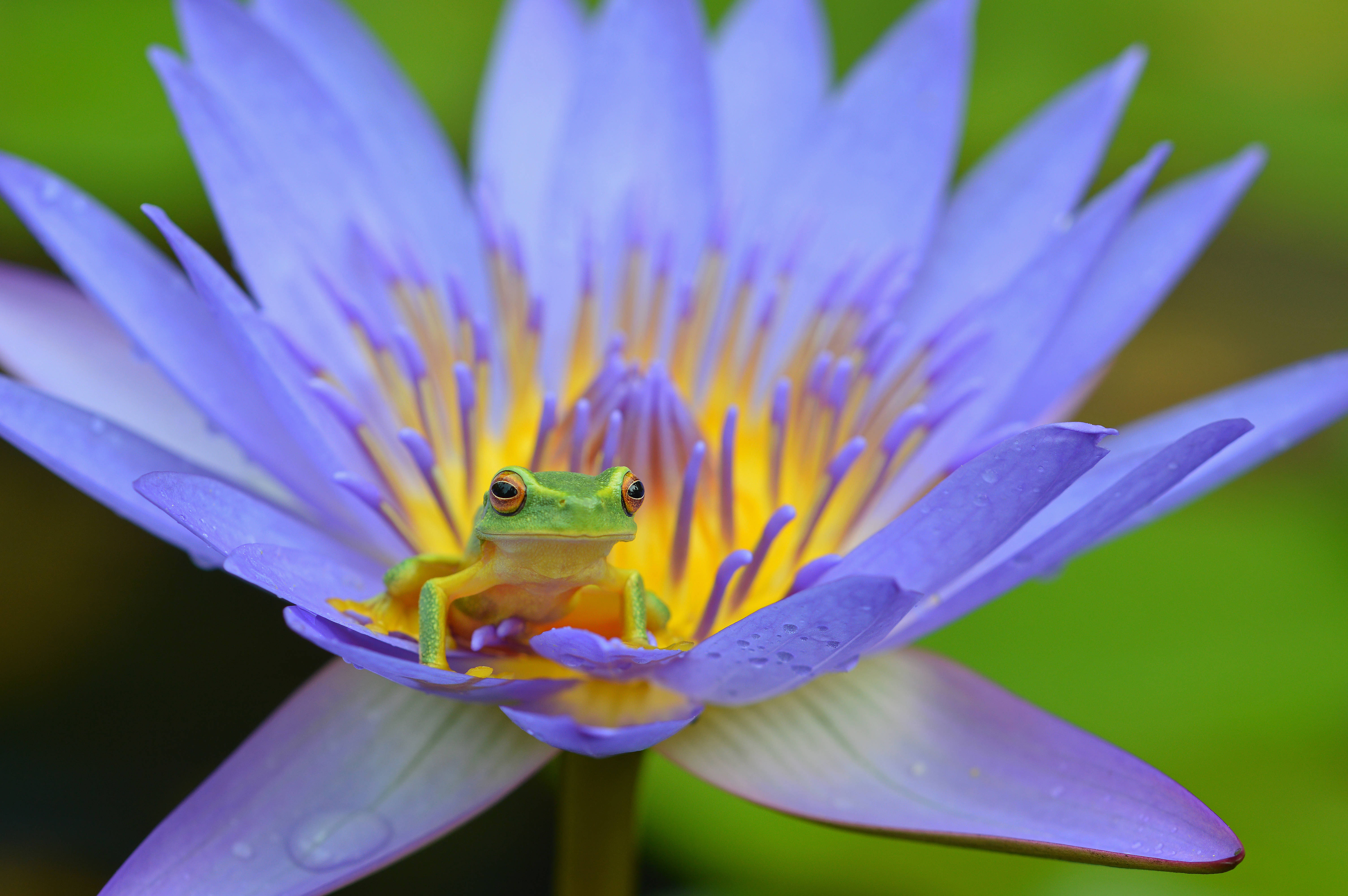 Frog 桌布 壁紙 — 一隻細小的綠色樹蛙棲息在帶有黃色中心的鮮豔紫色睡蓮花瓣上。
