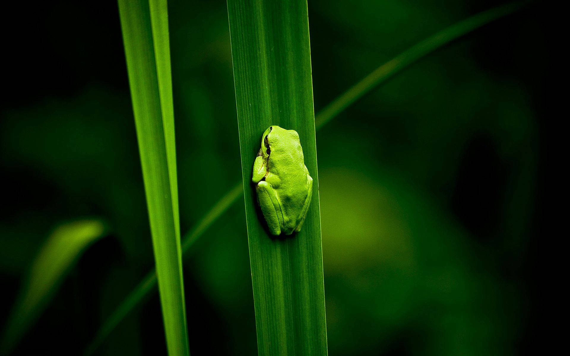 Frog 桌布 壁紙 — 一隻細小的綠色樹蛙緊貼在一片垂直的草葉上，背景是深色模糊的綠色。