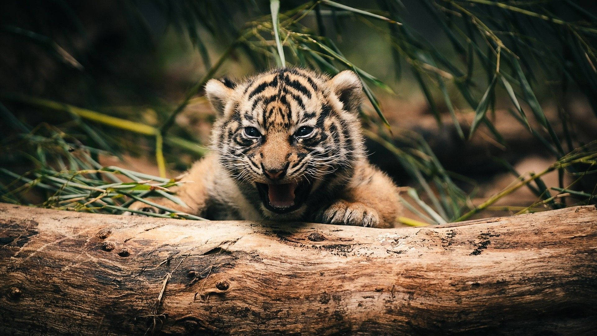 Baby Tiger 桌布 壁紙 — 一隻細小的老虎寶寶，身上有條紋毛皮，在被綠色竹子包圍的風化木頭上休息，同時大大地打哈欠。
