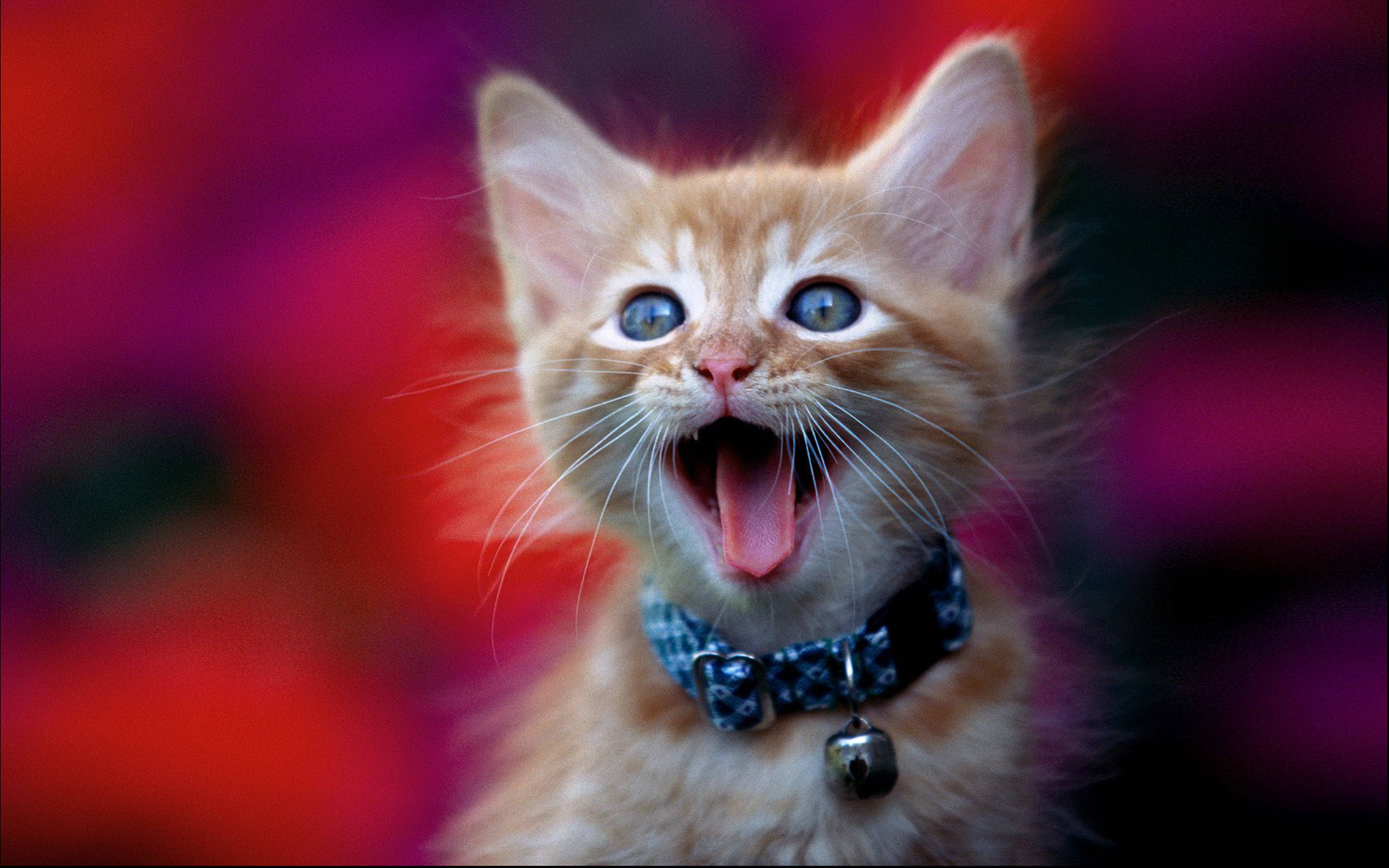 Cute Cat HD 桌布 壁紙 — 一隻細小的薑黃色小貓，有著一雙大藍色眼睛，在鮮豔模糊的紅色和紫色背景前大大地打哈欠。
