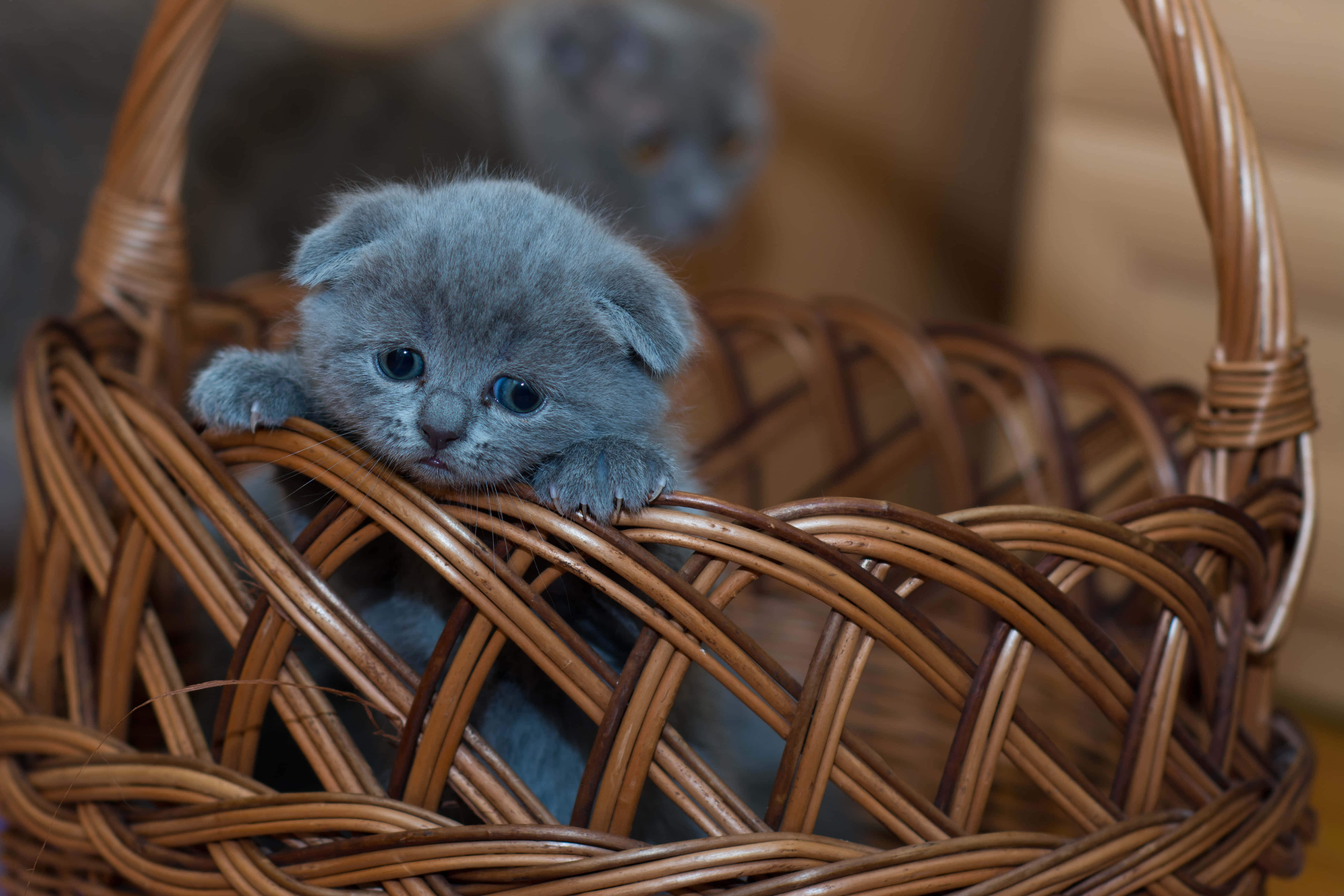 cute kitty 桌布 壁紙 — 一隻細小的藍色蘇格蘭摺耳貓好奇地從編織柳條籃的邊緣探出頭來。