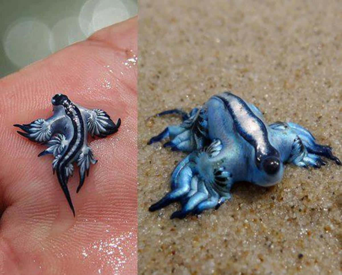 Weird Animal 桌布 壁紙 — 一隻細小的藍黑色海蛞蝓停留在濕潤的手掌和沙灘上，展示出複雜的翼狀附肢。