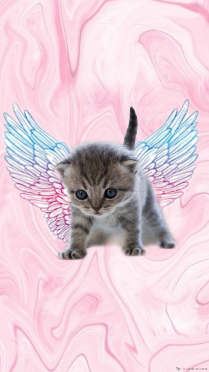 Cute Cat 桌布 壁紙 — 一隻細小的虎斑貓咪，有著大大的藍色眼睛和精緻的藍色與粉紅色翅膀，站在旋轉的粉紅色大理石背景前。