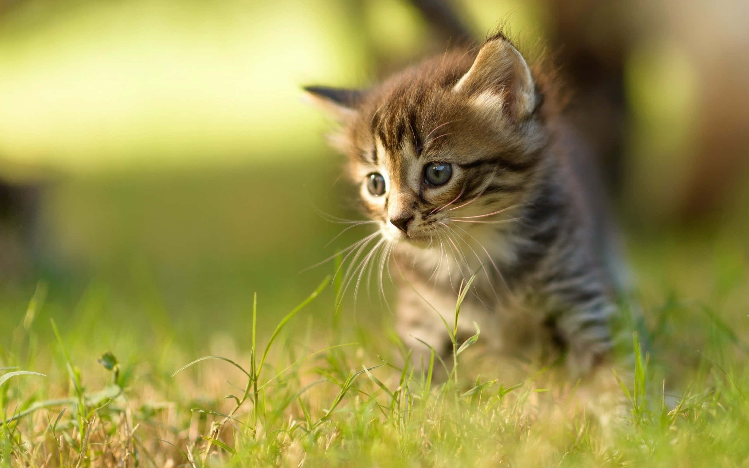 baby cat 桌布 壁紙 — 一隻細小的虎斑貓咪，有著明亮的藍眼睛，小心翼翼地從陽光照射的綠草中探出頭來。