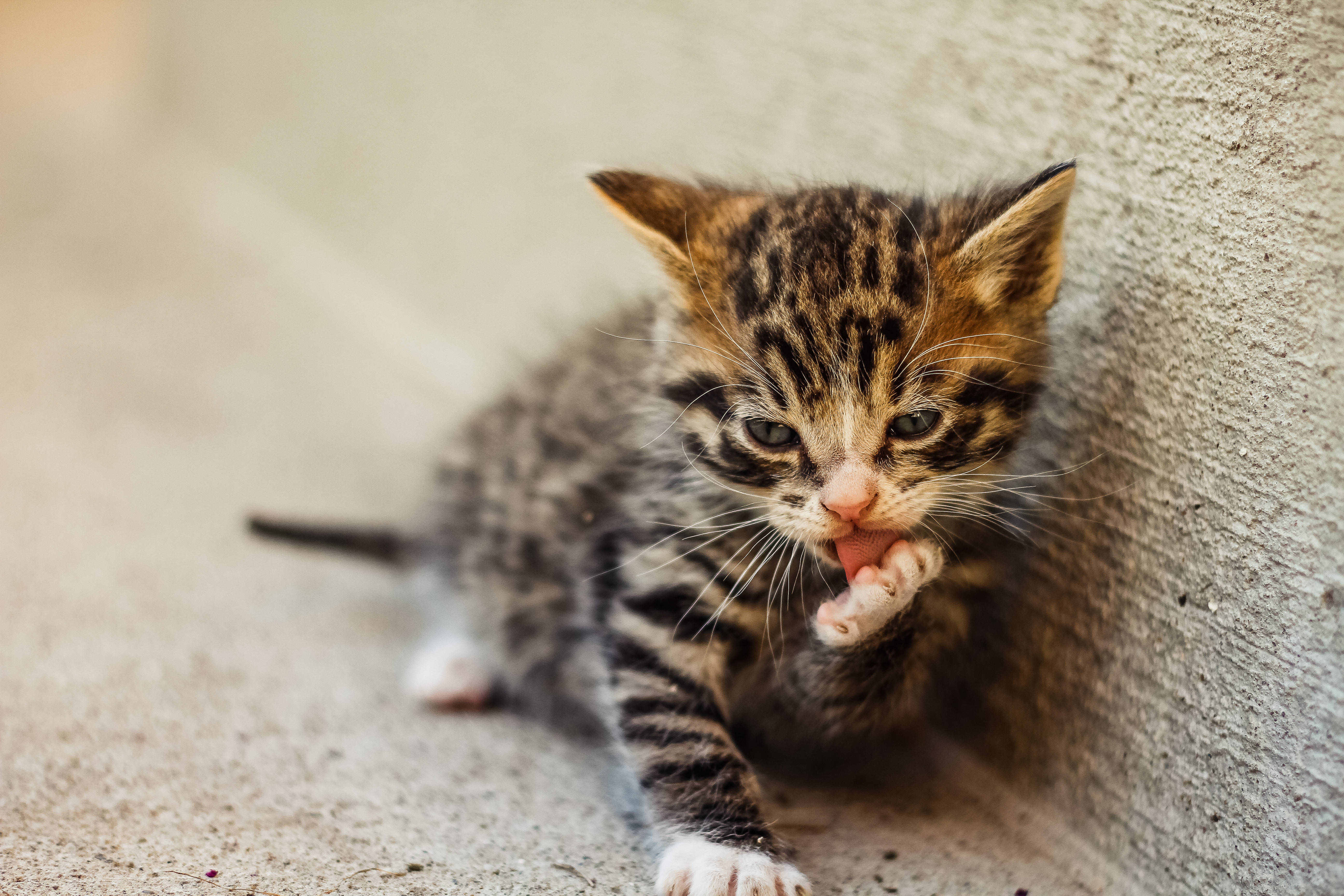 Cute Cat HD 桌布 壁紙 — 一隻細小的虎斑貓咪，身上有條紋毛髮，坐在混凝土牆邊，專注地舔著牠的爪子。