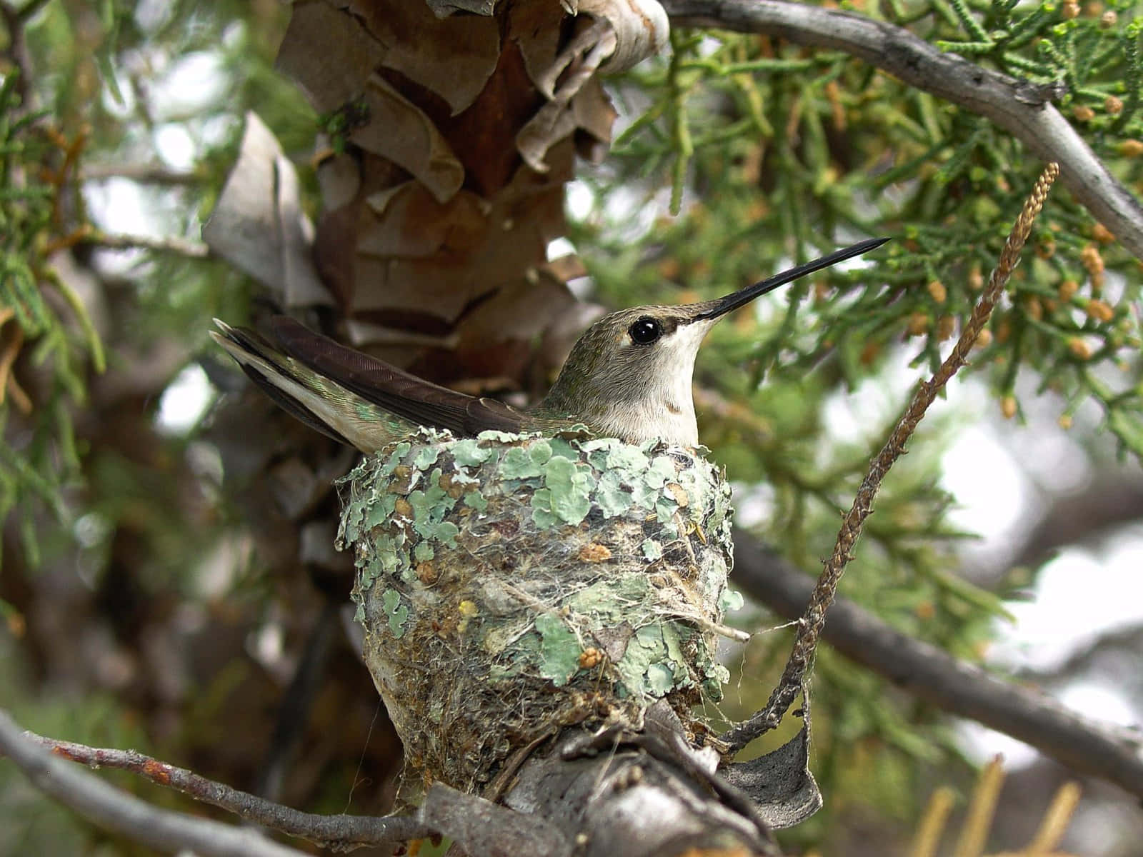 Hummingbird Nest 桌布 壁紙 — 一隻細小的蜂鳥警覺地棲息在它長滿苔蘚的杯狀巢中，巢穴 nestled 在松樹枝和松果之間。