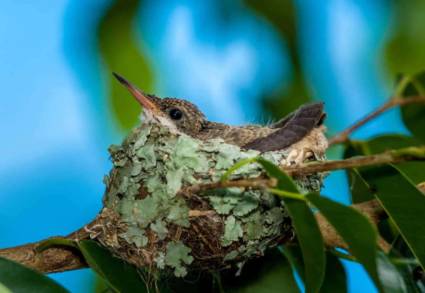 Hummingbird Nest 桌布 壁紙 — 一隻細小的蜂鳥雛鳥張開喙，棲息在一個長滿苔蘚的巢中，巢穴 nestled 在綠葉之間，背景是明亮的藍天。