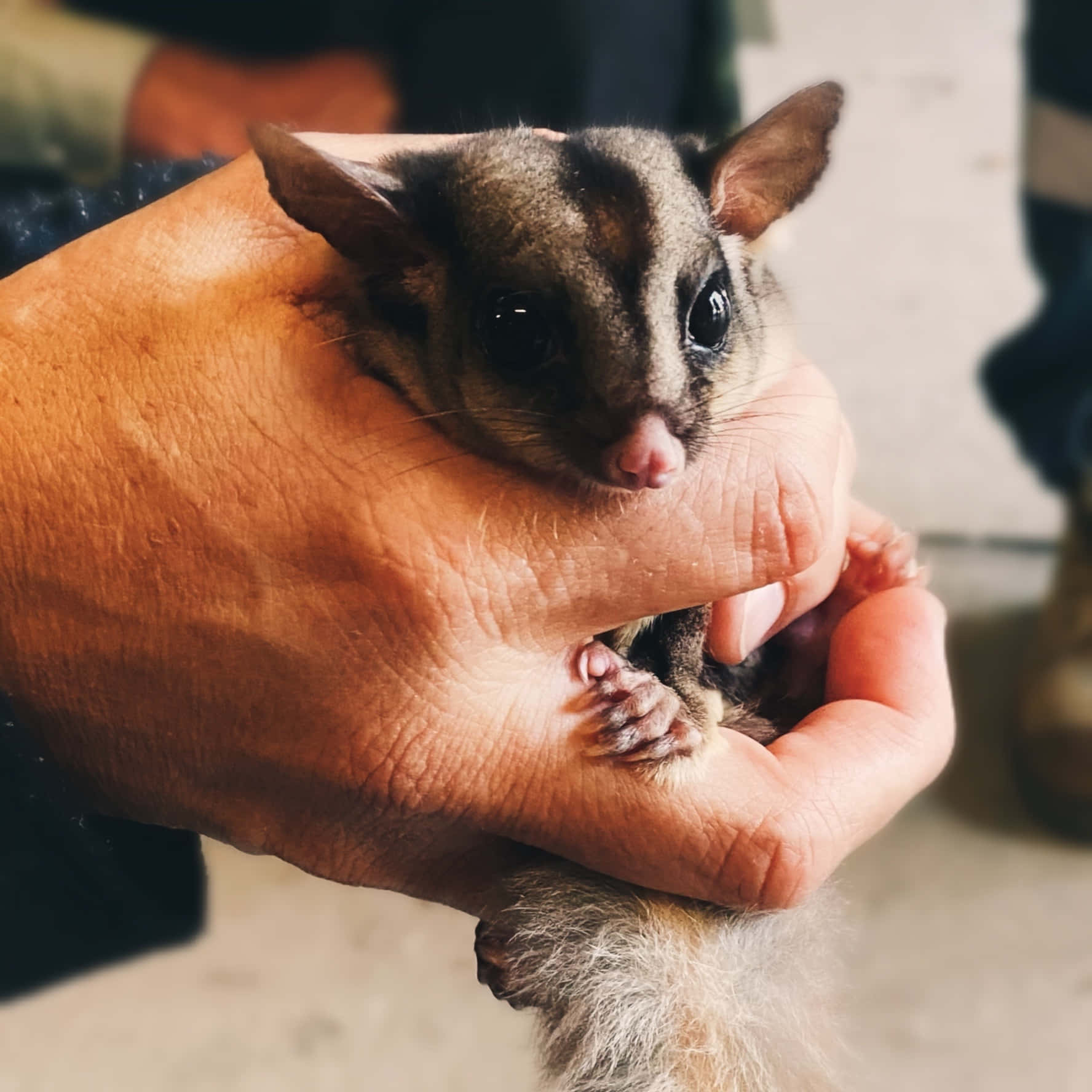 Sugar Glider 桌布 壁紙 — 一隻細小的蜜袋鼯，有大大的黑色眼睛和粉紅色鼻子，被輕輕地捧在人的手中。