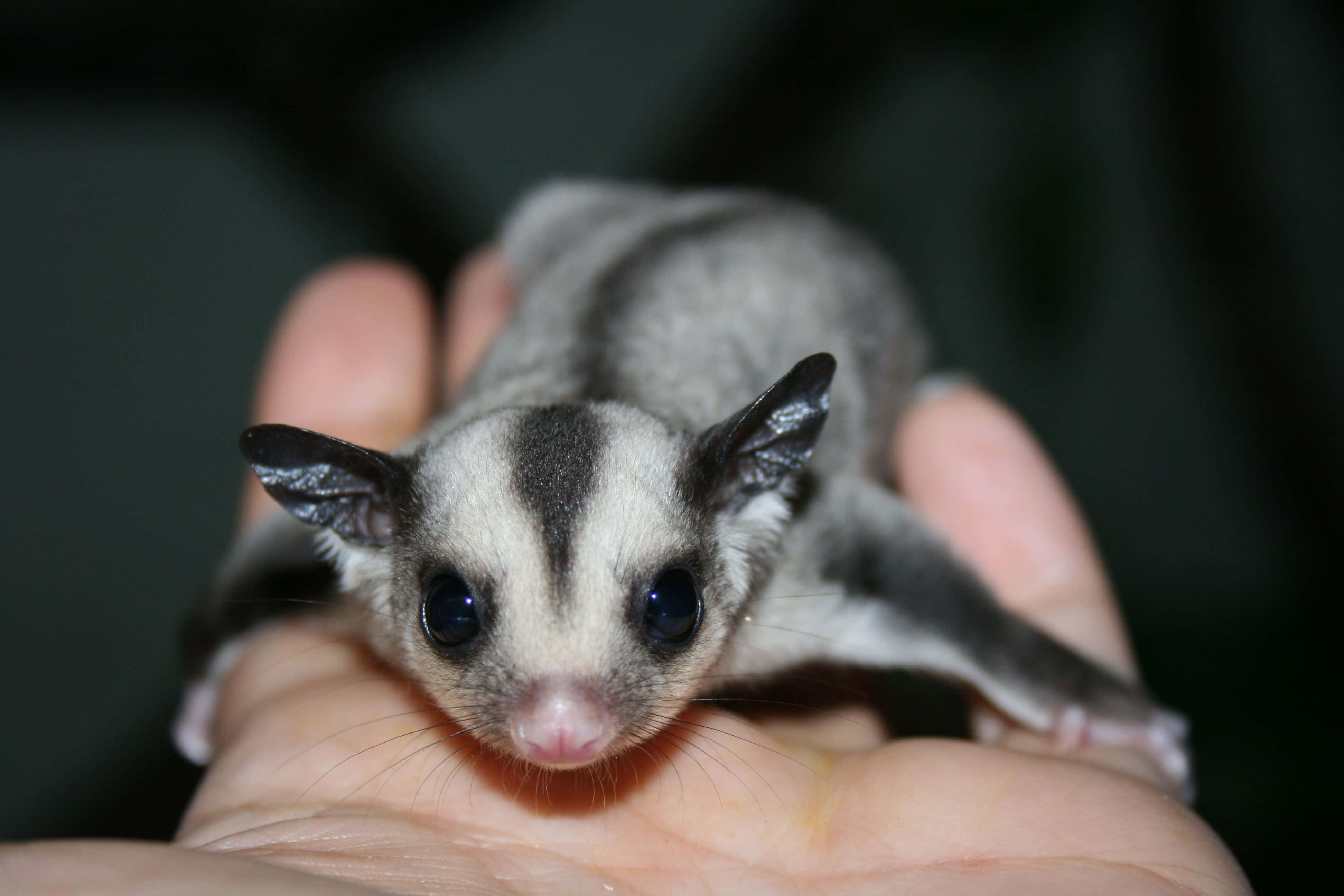 Sugar Glider 桌布 壁紙 — 一隻細小的蜜袋鼯，有著大大的深色眼睛和灰色毛髮，輕輕地躺在一個人合攏的雙手中，背景是深色的。