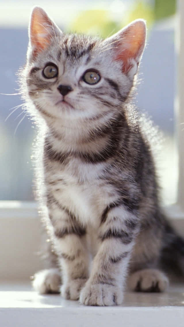 Tabby Cat 桌布 壁紙 — 一隻細小的銀色虎斑貓咪，有著又大又好奇的眼睛，警覺地坐在陽光普照的窗台上。