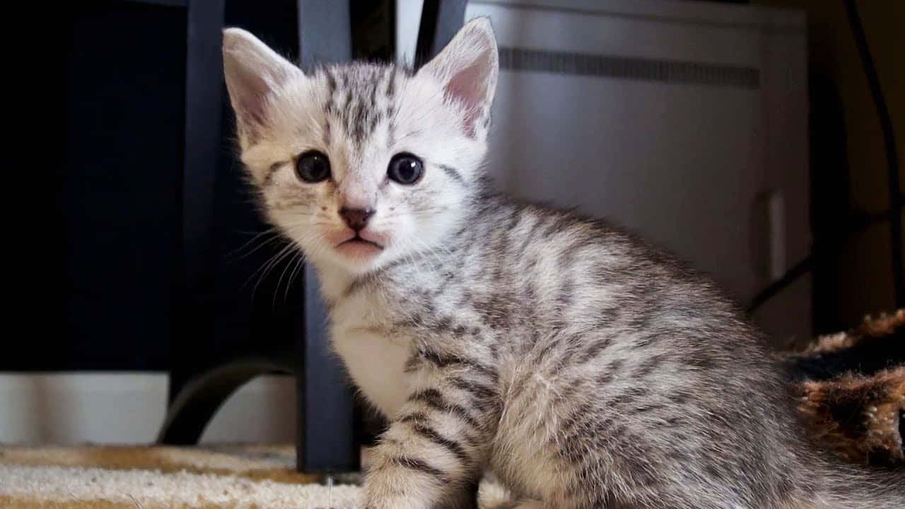 Egyptian Mau 桌布 壁紙 — 一隻細小的銀色虎斑貓咪，有著又大又好奇的眼睛，警覺地坐在室內鋪了地毯的地板上。