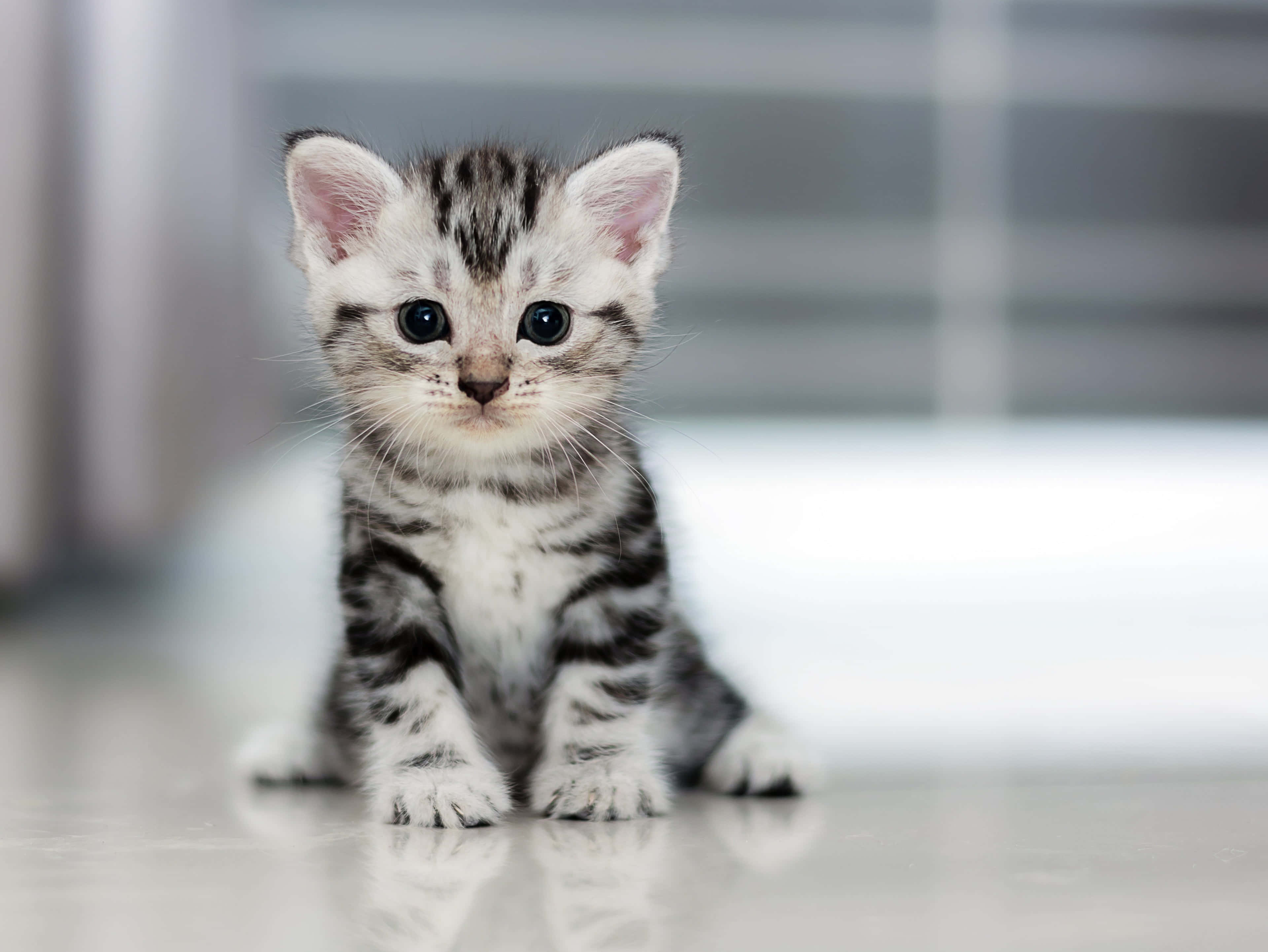 Kitten Cat 桌布 壁紙 — 一隻細小的銀色虎斑貓咪，有著大大的藍色眼睛，警覺地坐在反光的地板上，直視鏡頭。