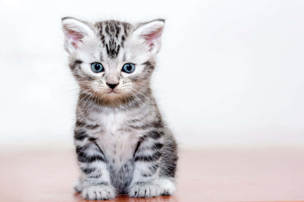 American Shorthair 桌布 壁紙 — 一隻細小的銀色虎斑貓咪，有著明亮的藍色眼睛，直坐在木質表面上，背景是純白色。