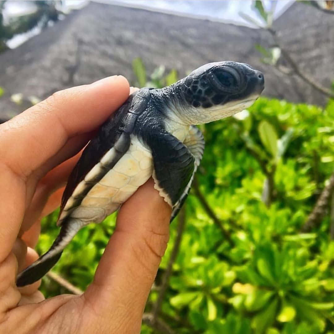 可愛烏龜 桌布 壁紙 — 一隻細小的黑白小海龜輕輕地躺在一個人的手上，背景是茂密的綠色樹葉。