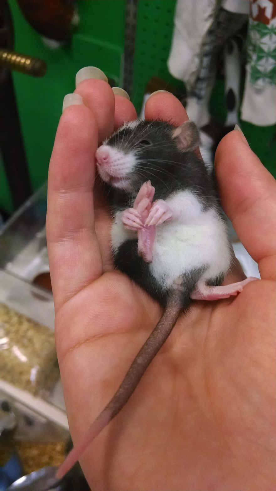Rat 桌布 壁紙 — 一隻細小的黑白老鼠，粉紅色爪子，安詳地躺在一個人的張開手掌中。