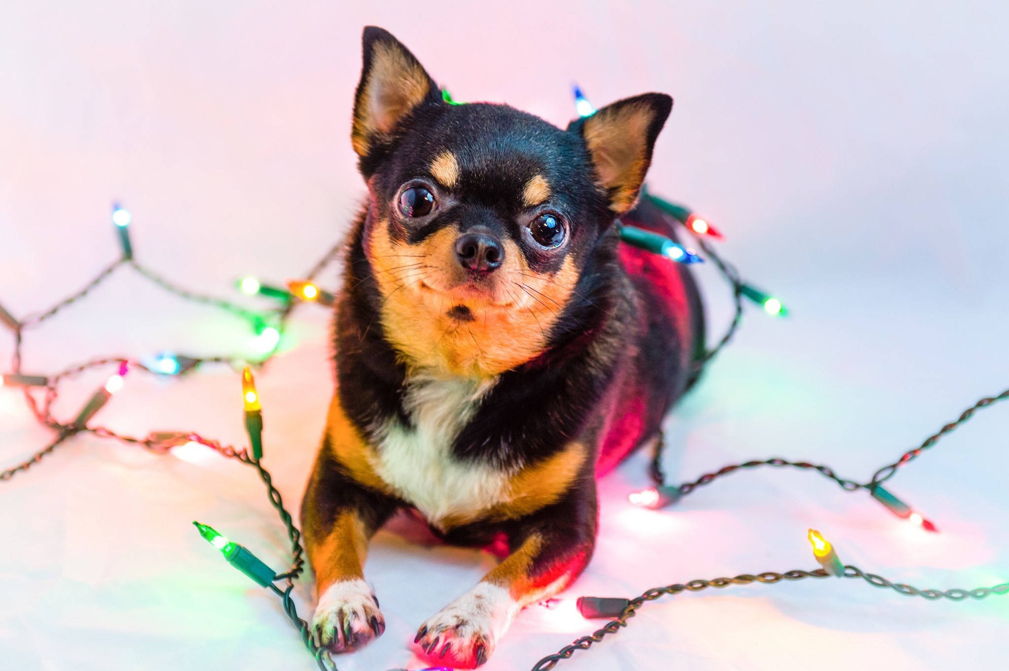 Chihuahua 桌布 壁紙 — 一隻細小的黑色和棕褐色吉娃娃小狗躺在柔軟的白色表面上，被閃爍的多彩聖誕燈包圍。