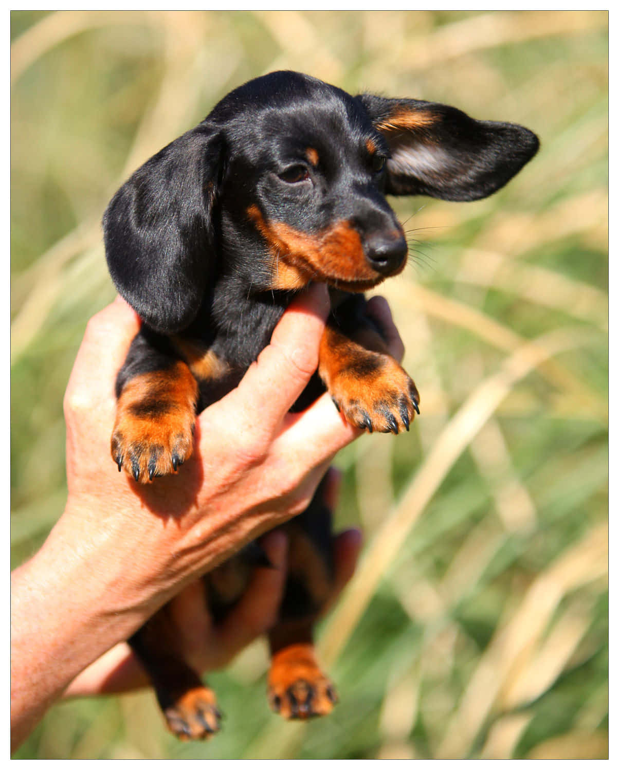 Dachshund Puppy 桌布 壁紙 — 一隻細小的黑色和棕褐色臘腸犬幼犬被輕輕地抱在人的手中，背景是陽光照耀的草地。