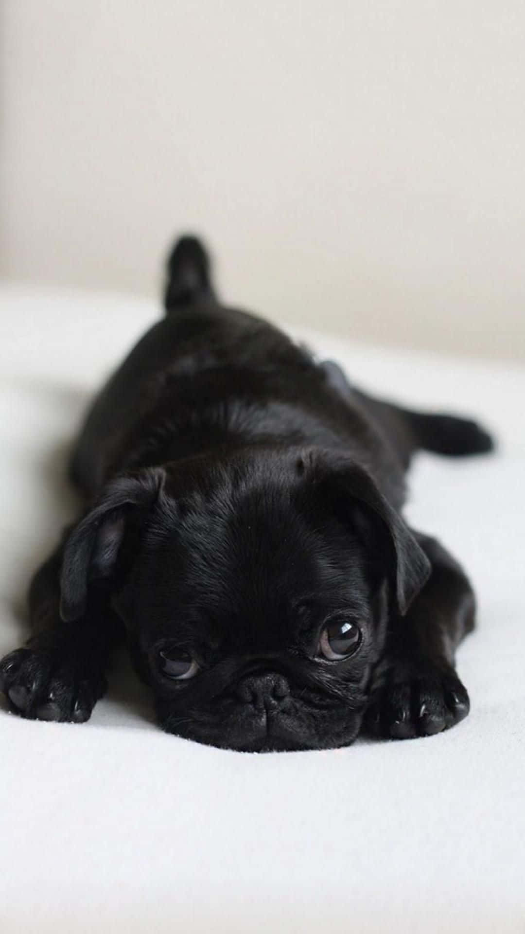 Pug 桌布 壁紙 — 一隻細小的黑色巴哥犬幼犬趴在一張白色表面上，用充滿靈魂的大眼睛向上凝視。