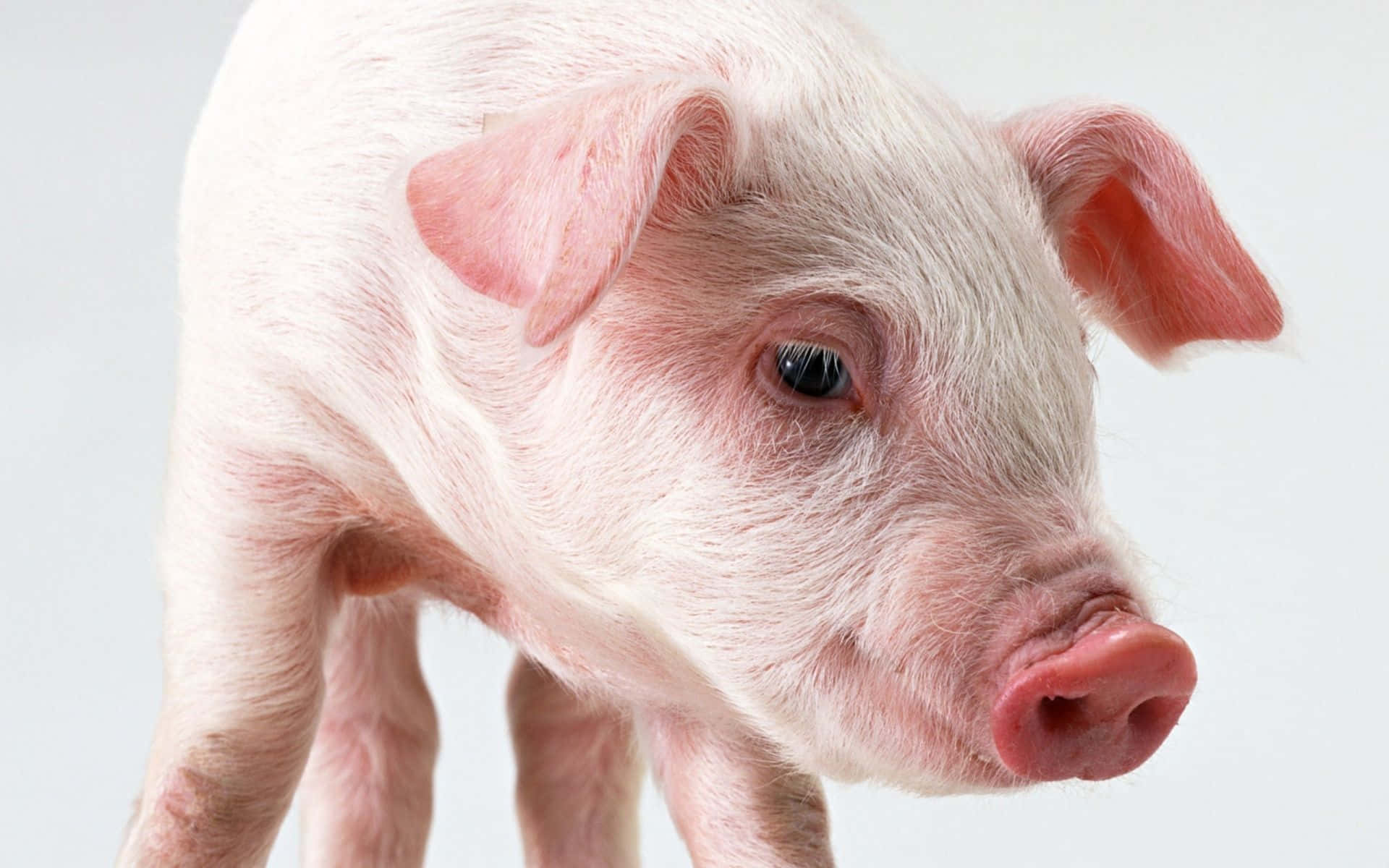 Pig 桌布 壁紙 — 一隻細小粉紅色小豬的特寫，毛髮柔軟，眼睛充滿好奇，背景為純白色。