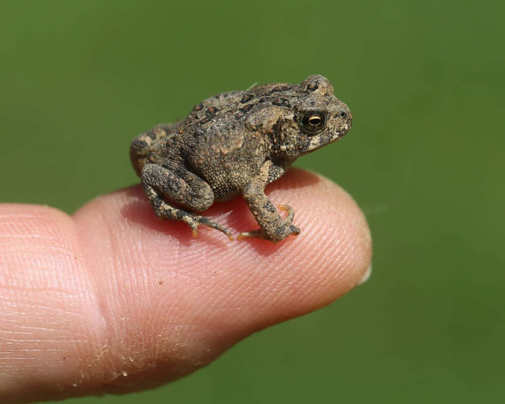 Frog 桌布 壁紙 — 一隻細小粗糙皮膚的蟾蜍，在柔和的綠色背景下，優雅地棲息在人類的指尖上。