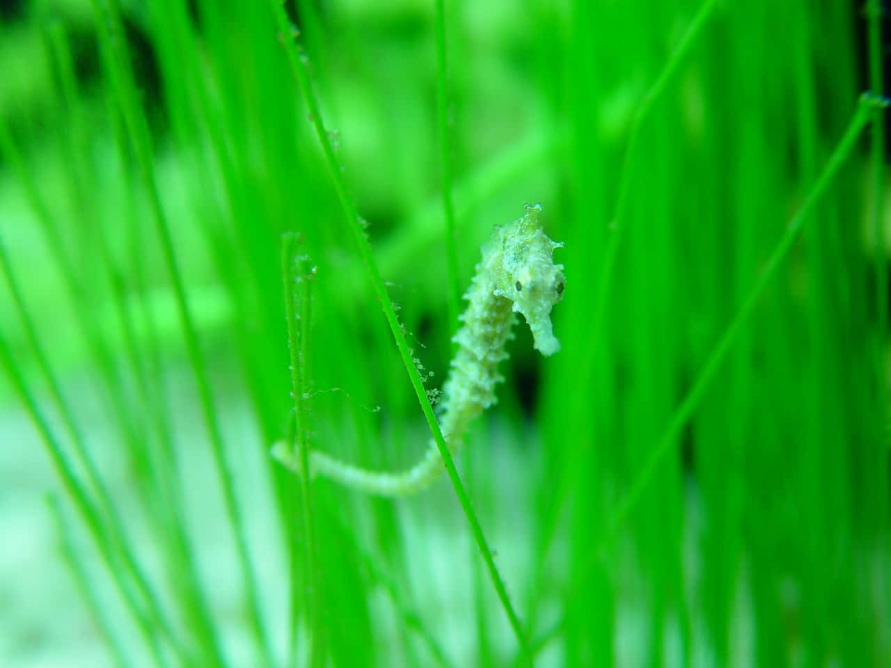 海馬 桌布 壁紙 — 一隻細小蒼白的海馬依附在一片充滿活力的綠色海草葉上，在陽光照射的水下場景中。