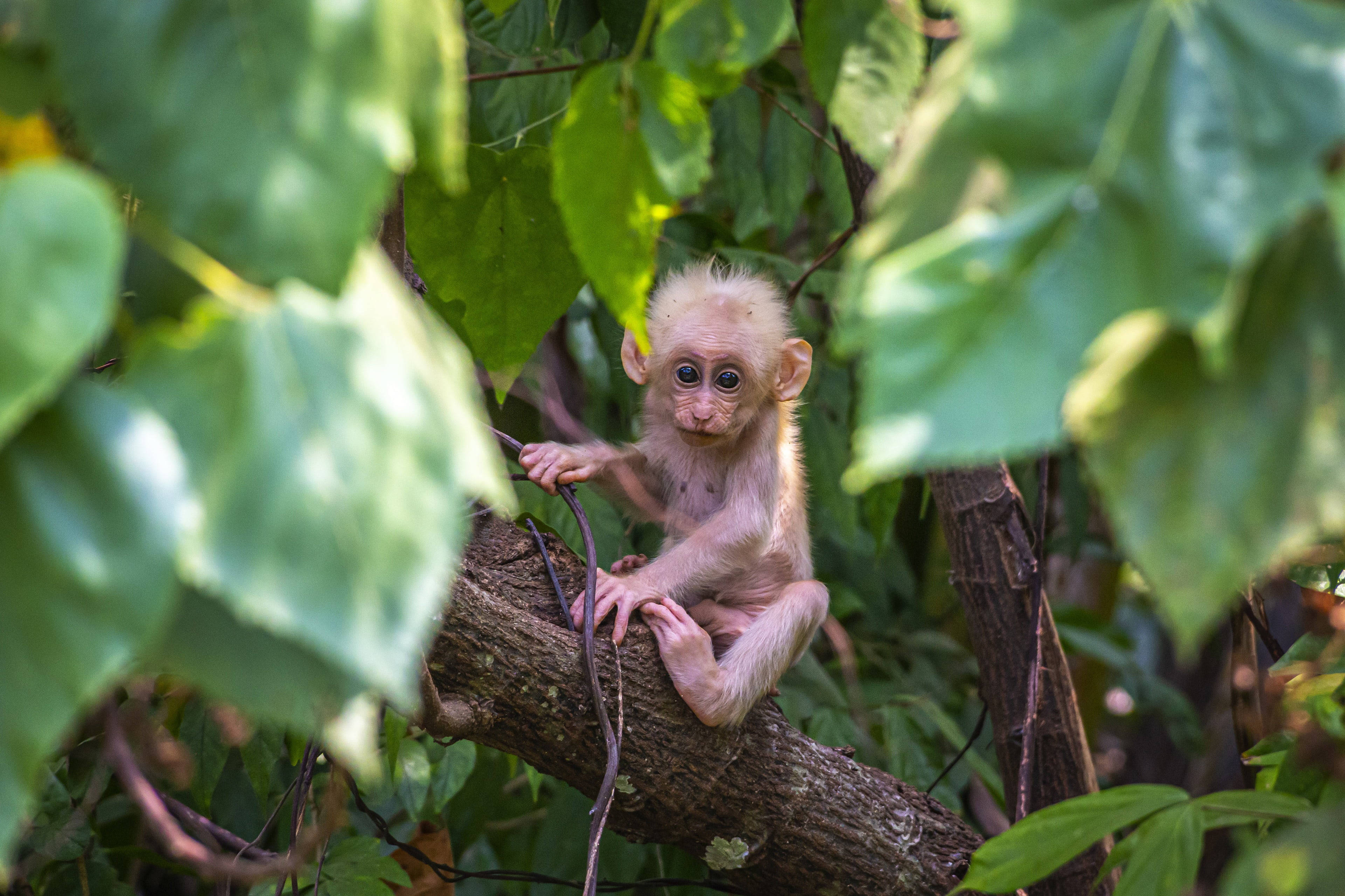 Baby Monkey 桌布 壁紙 — 一隻細小蒼白的猴子，有大大的深色眼睛，棲息在樹枝上，周圍是茂密的綠葉。