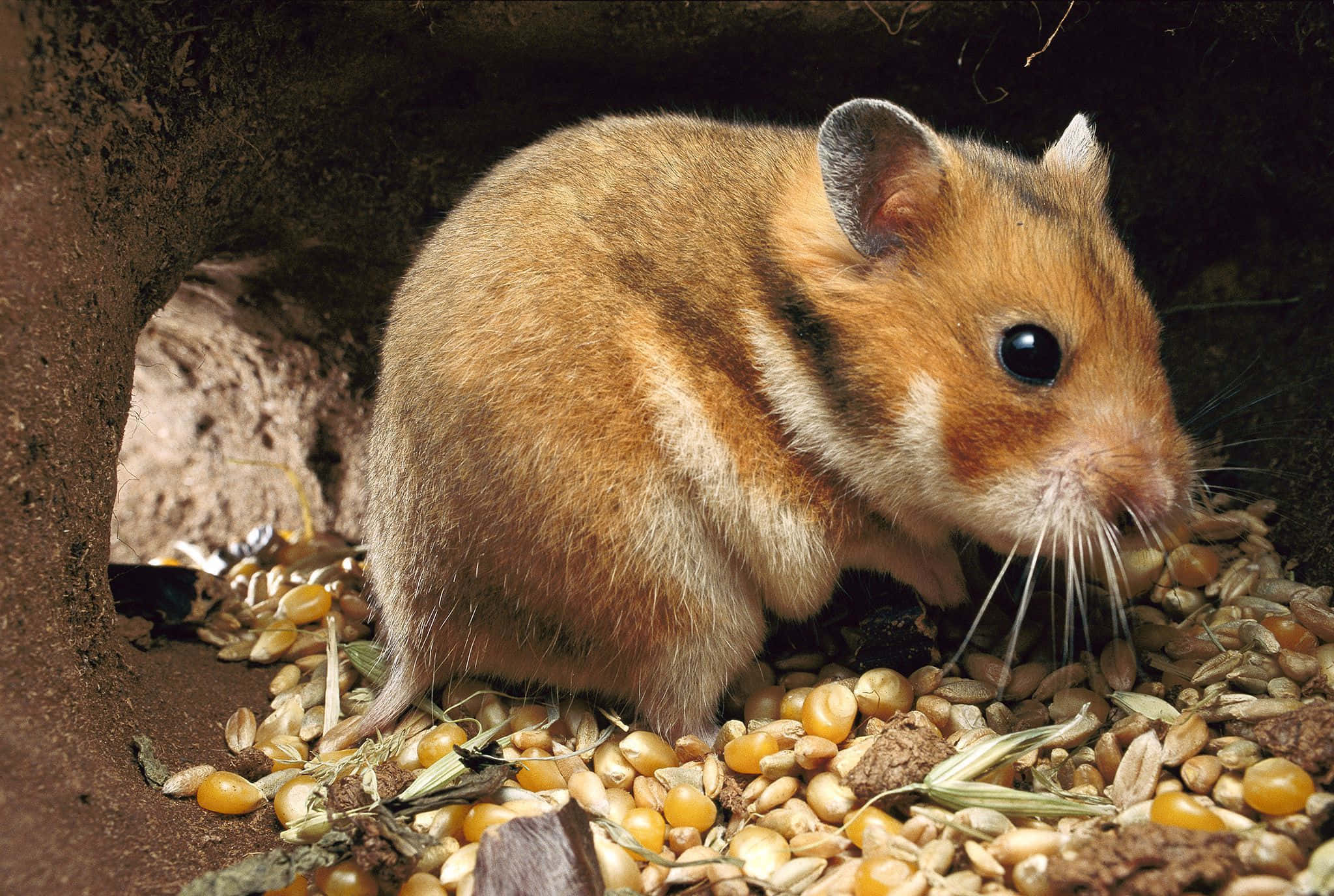 Hamster 桌布 壁紙 — 一隻細小金黃色倉鼠，有深色眼睛和鬍鬚，在黑暗的泥土洞穴中從一堆種子裡吃種子。