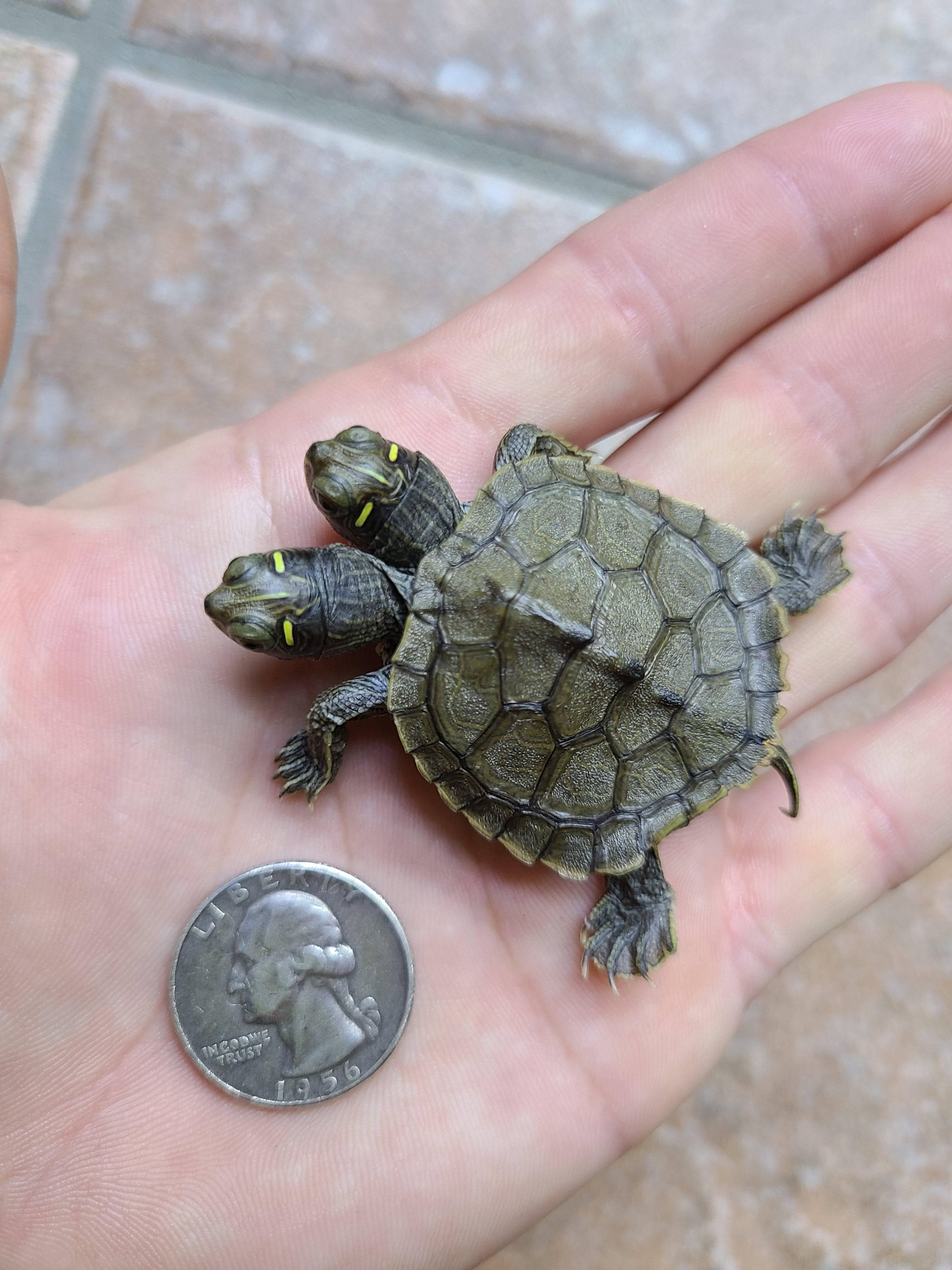 animals 桌布 壁紙 — 一隻細小雙頭龜在瓷磚地板上，張開的手掌中，旁邊放著一枚25美分硬幣作為比例參考。