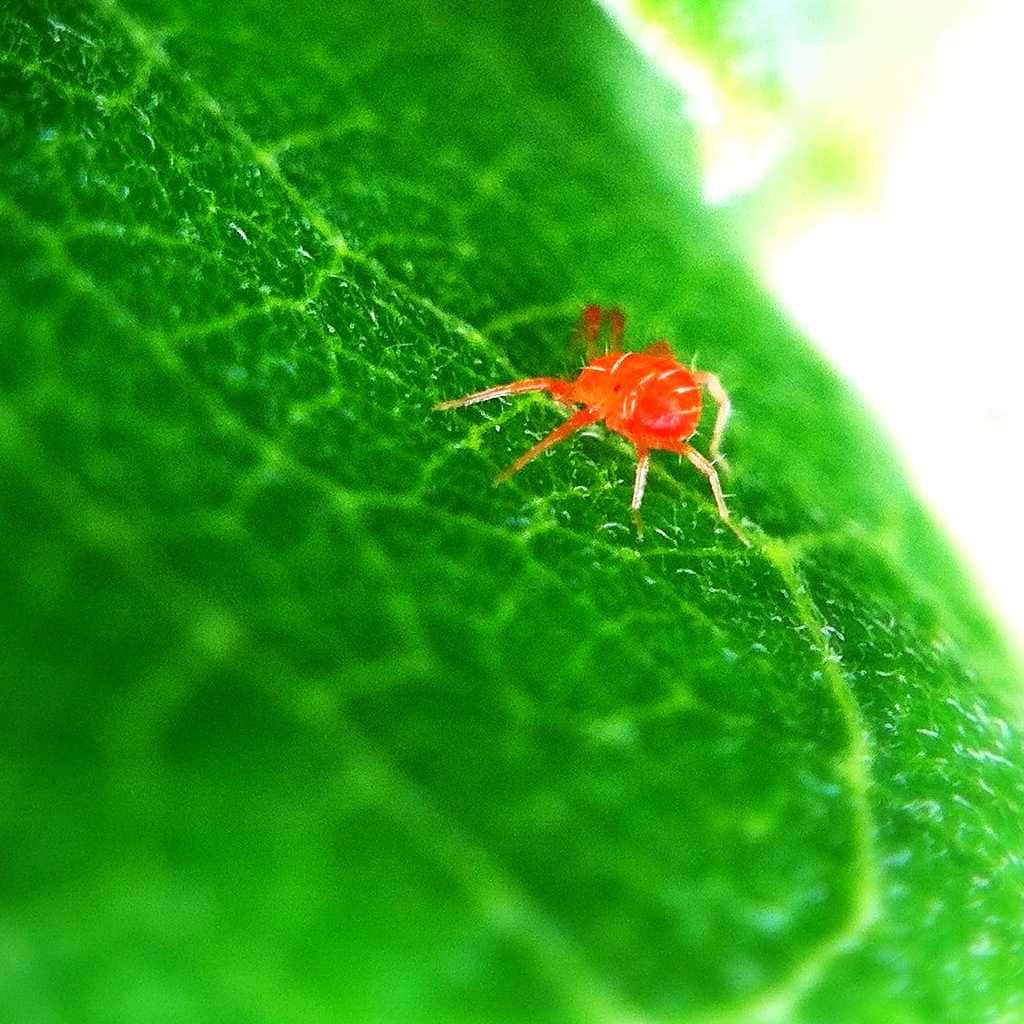 Red Spider 桌布 壁紙 — 一隻細小鮮紅色的蜘蛛，輕巧地棲息在一片脈絡精緻、充滿活力的綠葉上。